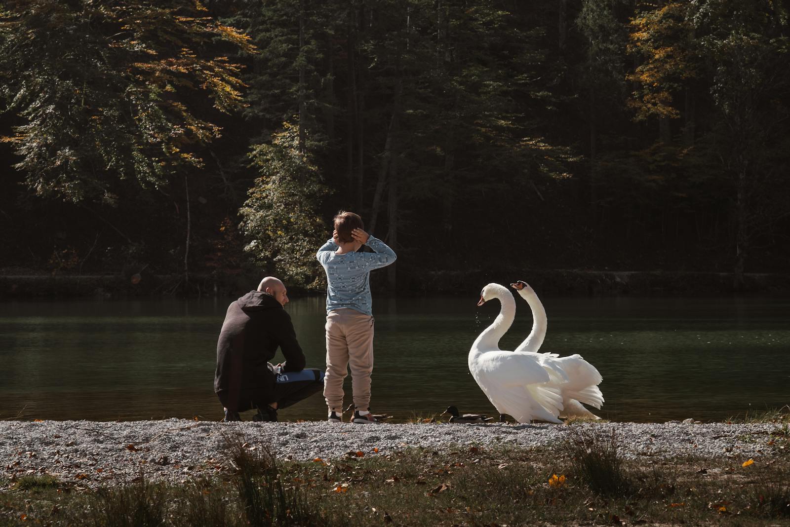 A serene moment by the lake in Eisenerz, Austria, with swans and family enjoying nature.