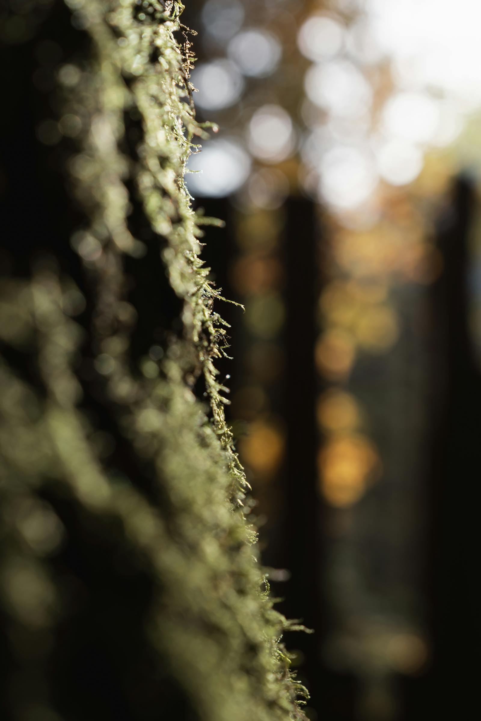 Close-up of moss on a tree in the serene forests of Eisenerz, Austria.