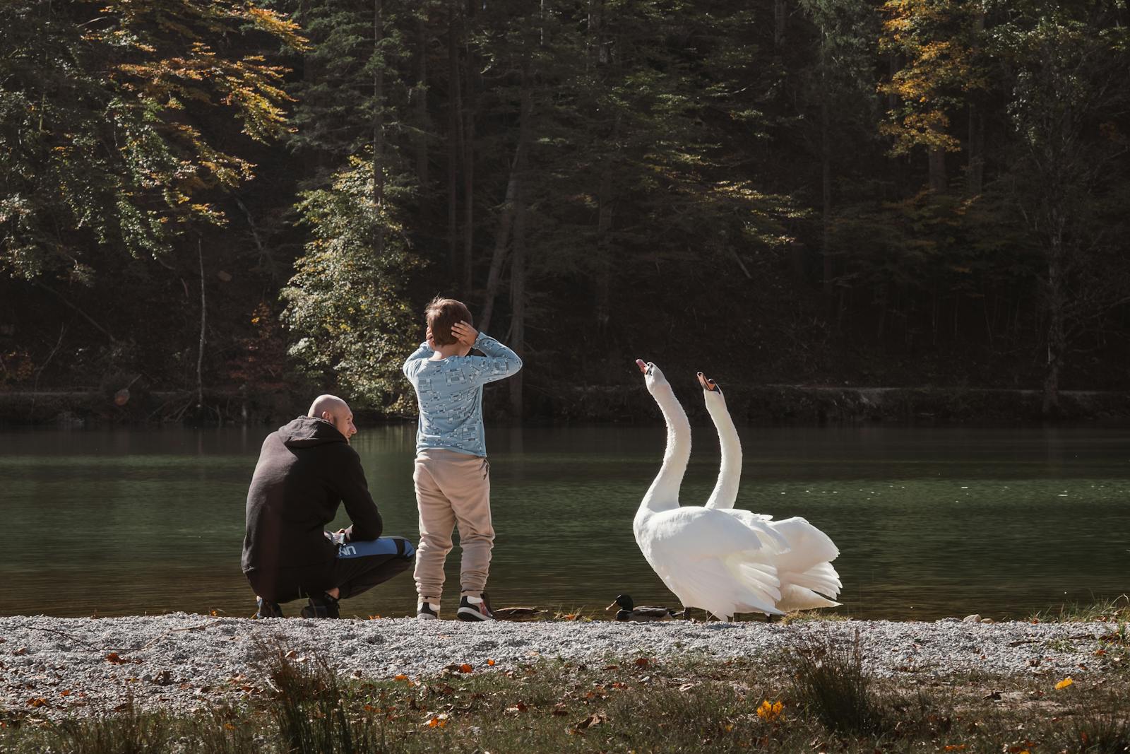 A serene moment of father and son watching swans by a lake in autumn.