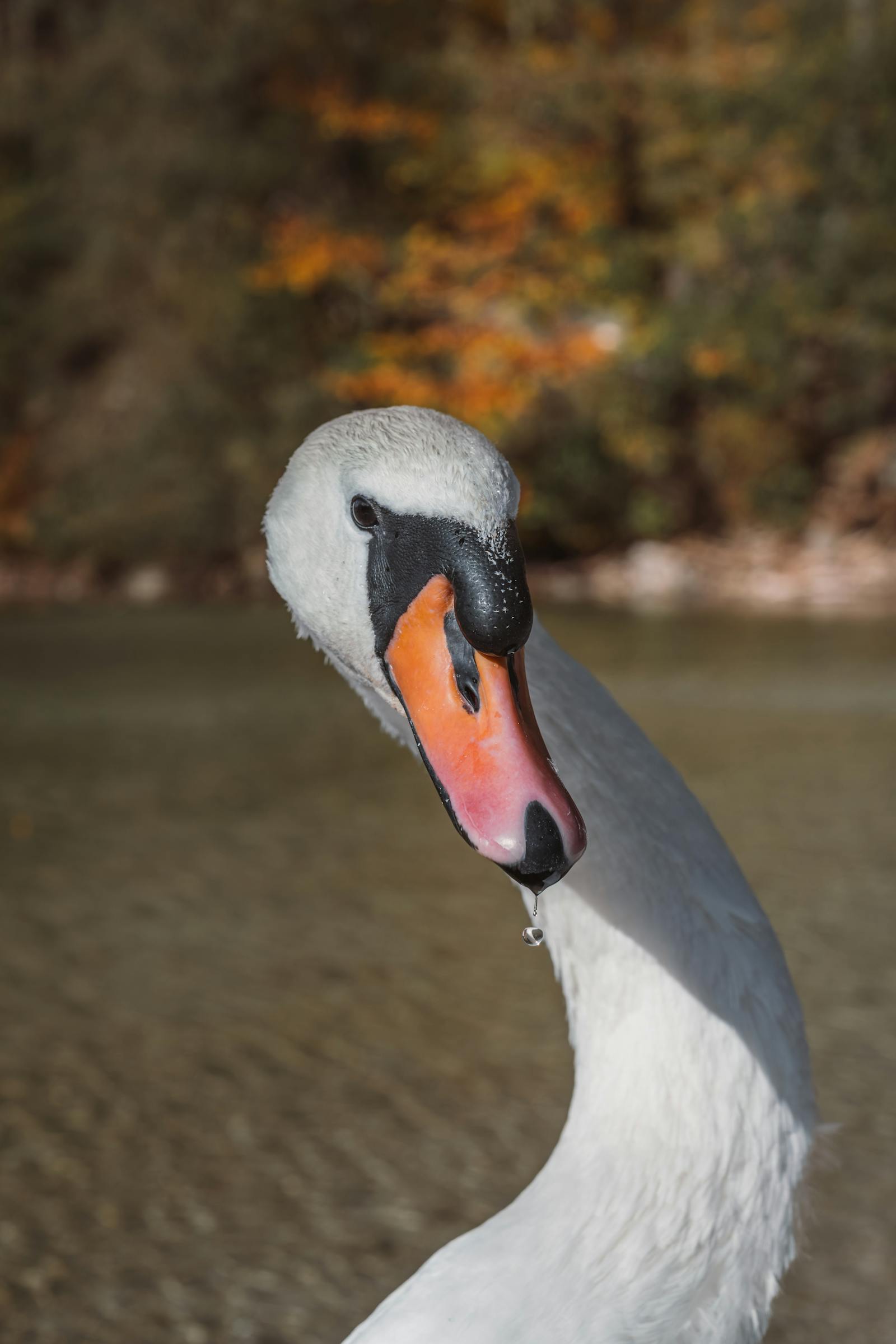 A picturesque mute swan with a graceful pose against a fall landscape in Austria.