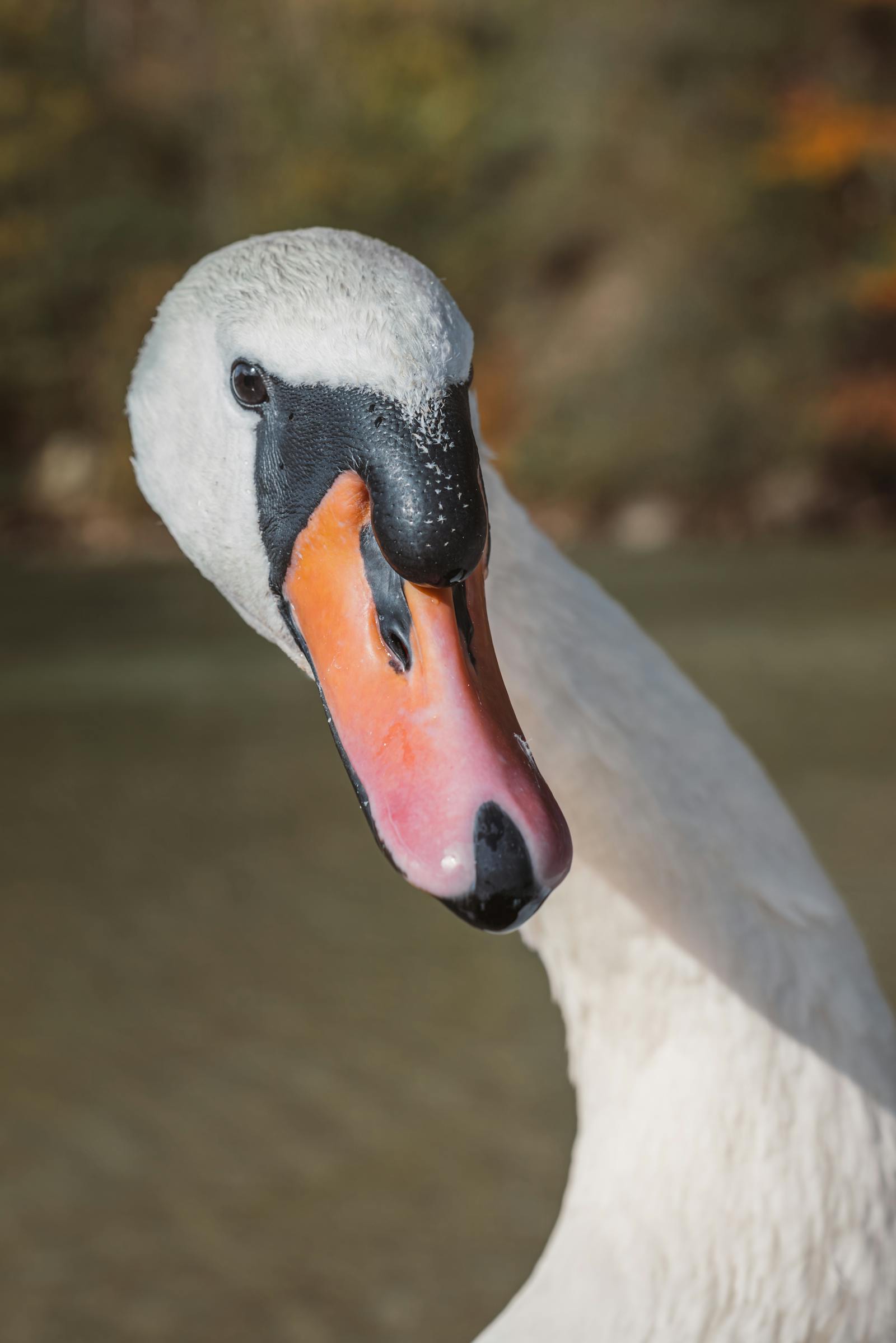 Captivating close-up of a swan with an orange beak, set against a serene autumn river scene in Eisenerz, Austria.