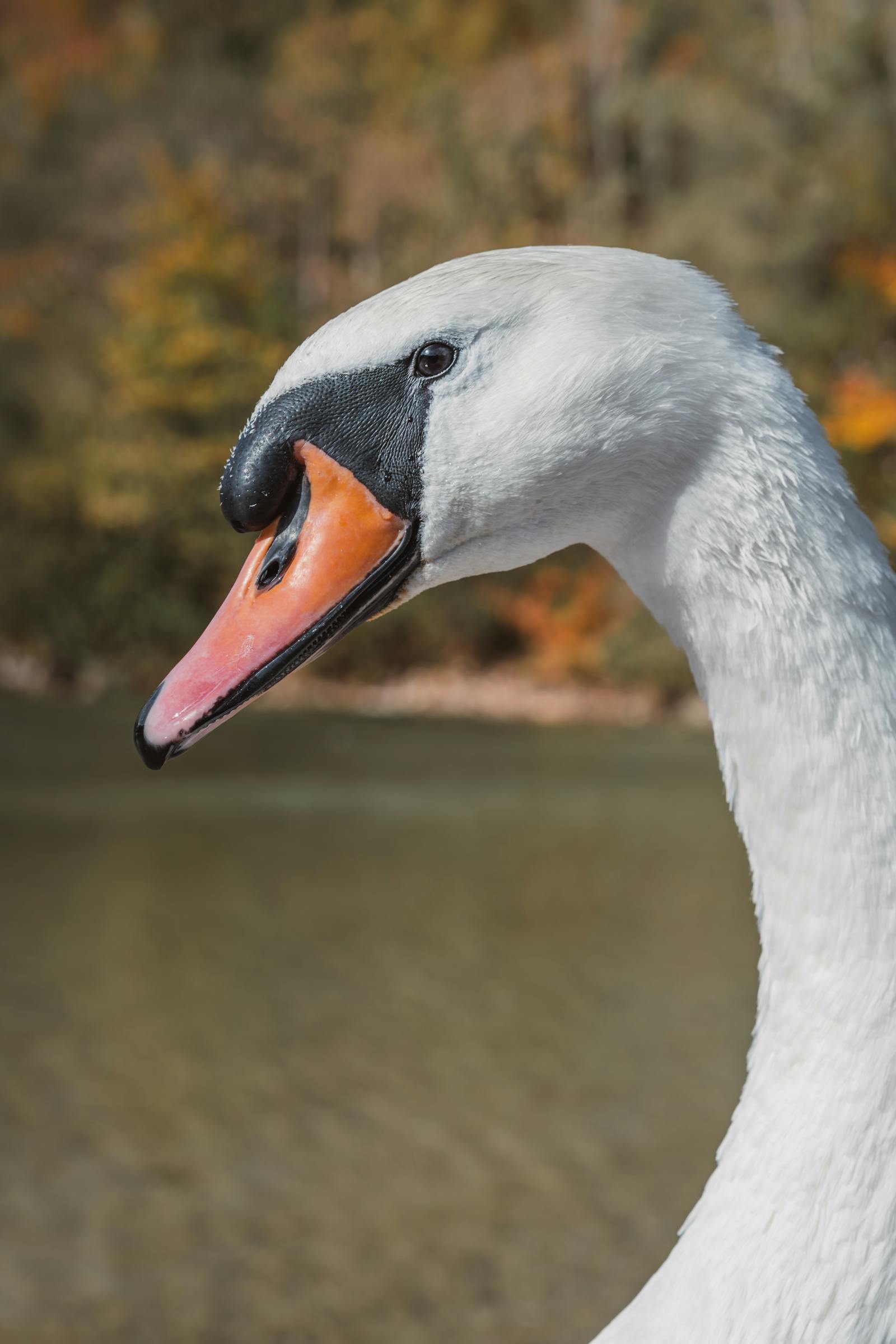 A serene swan in autumn scenery at a lake in Eisenerz, Austria.