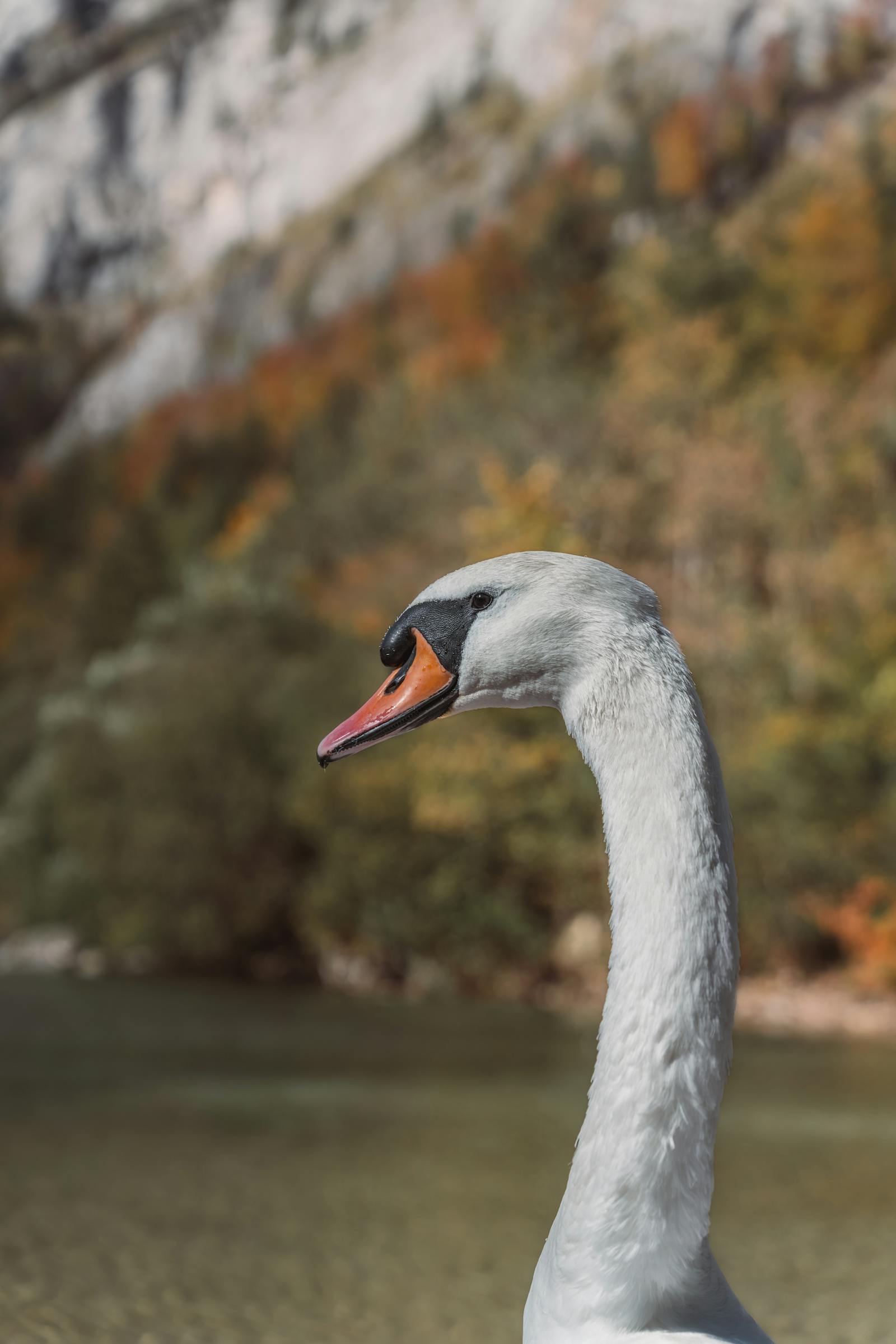 Elegant swan by a serene lake surrounded by autumn foliage in Austria, showcasing natural grace.