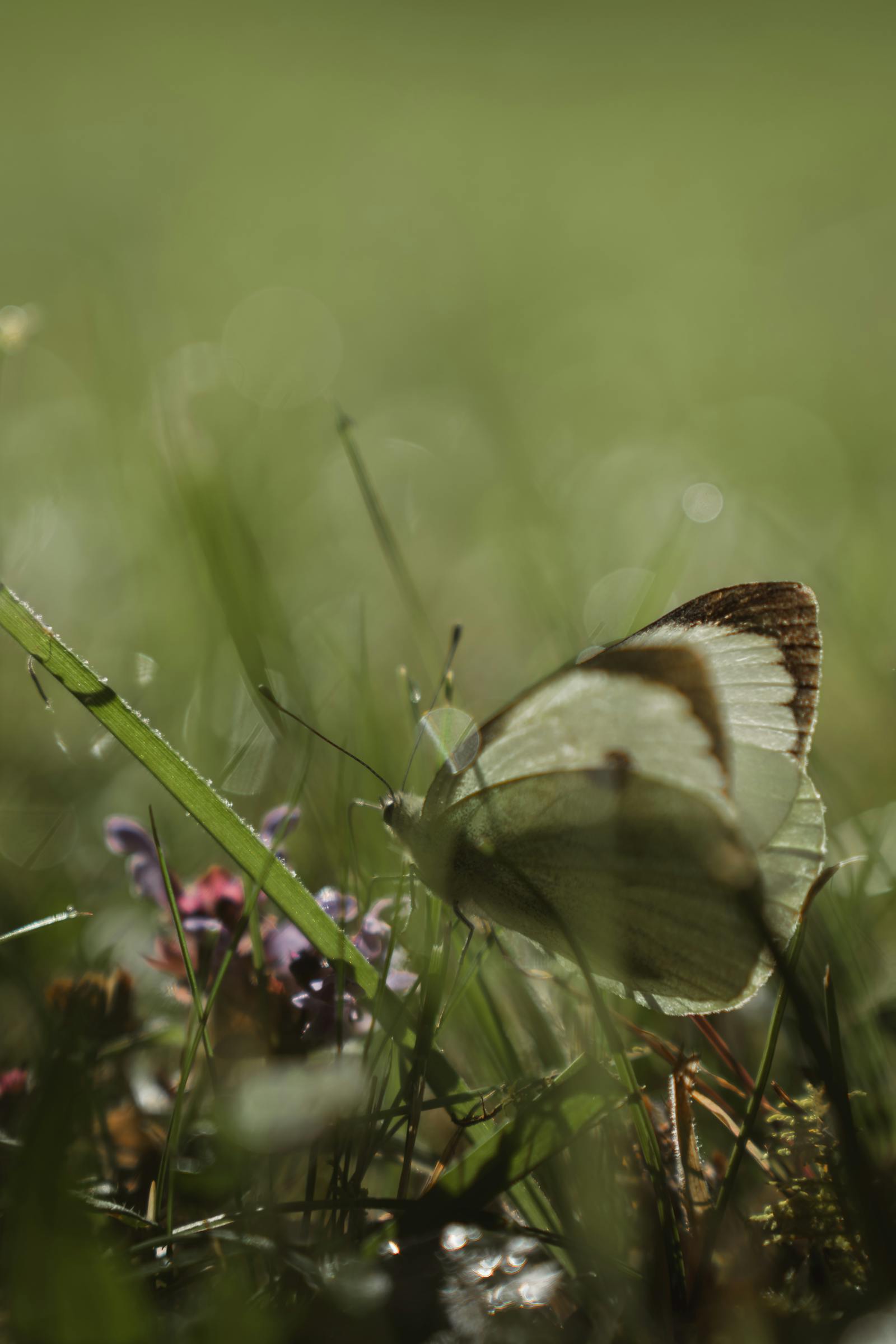 Close-up of a butterfly in a tranquil alpine meadow in Austria.