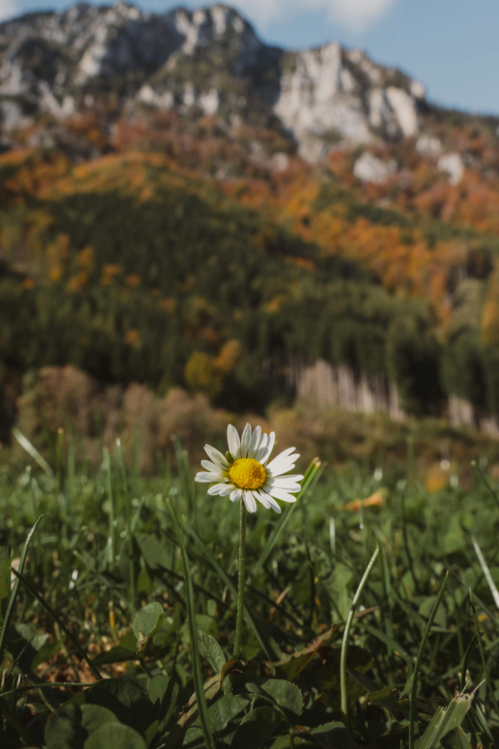 A single daisy blooms in the picturesque autumn landscape of Eisenerz, Austria.