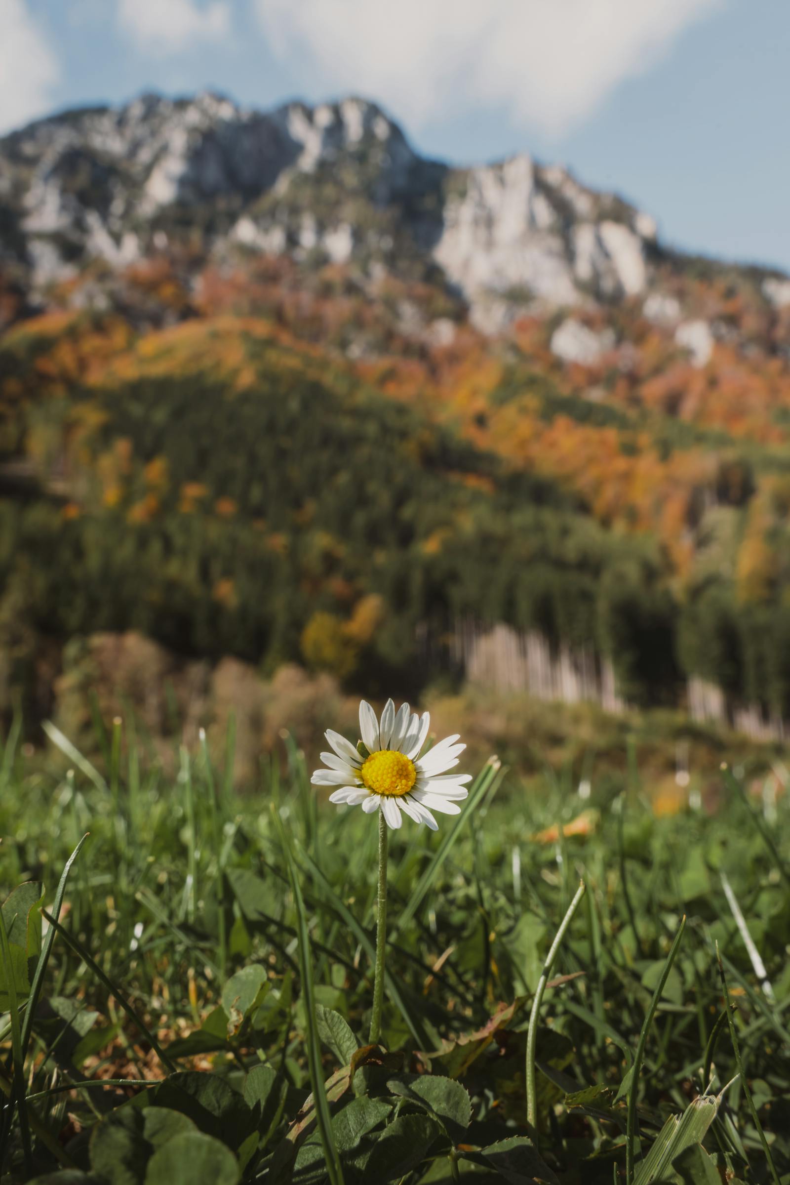 Beautiful daisy blooming in front of autumn-colored alpine mountains in Eisenerz, Austria.