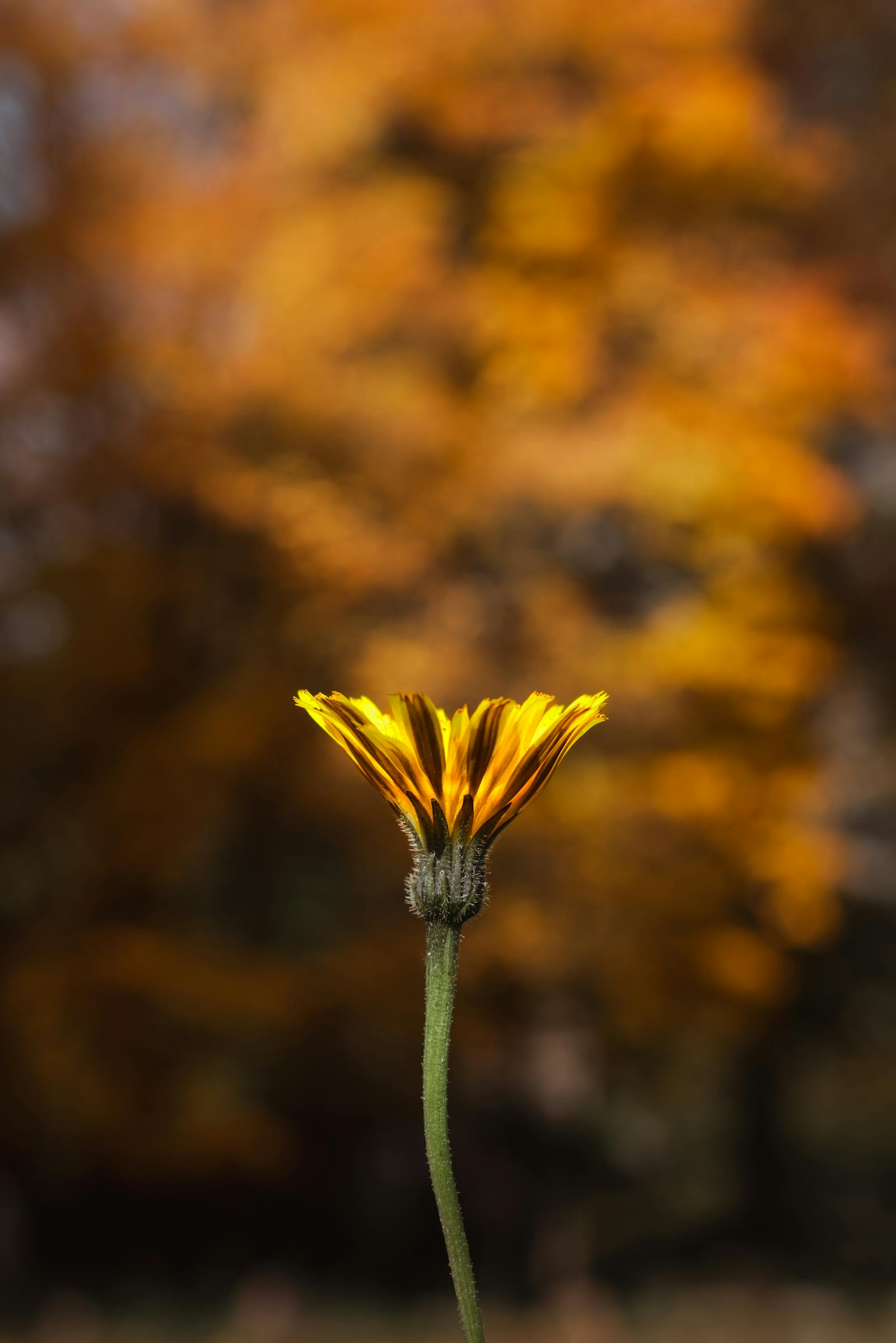 A single yellow flower stands out against a vibrant autumn backdrop in Eisenerz, Austria.