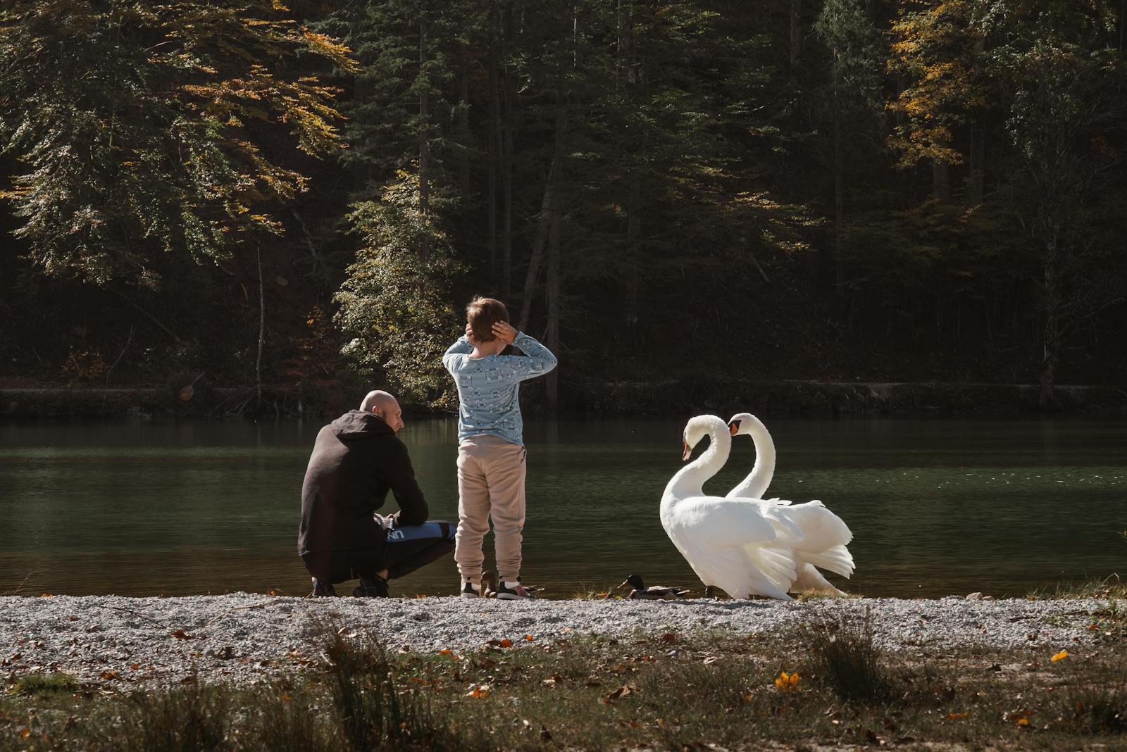 A serene scene of a father and son by a lake in Eisenerz, Styria, with graceful swans.