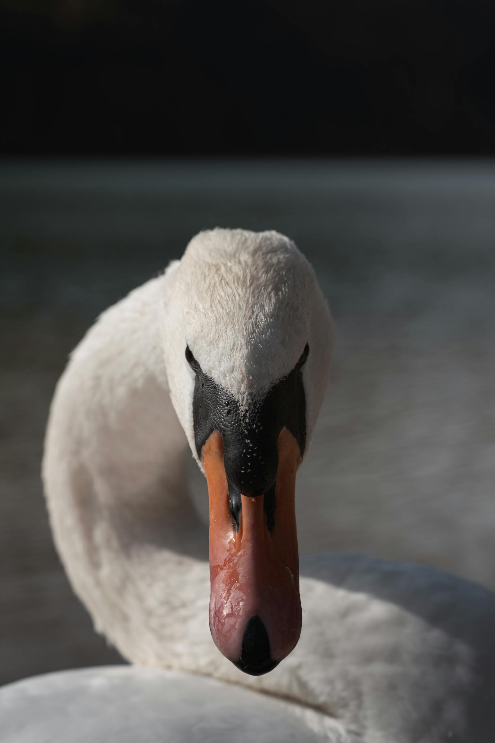 A serene close-up of a swan in its natural habitat, reflecting tranquility and grace.