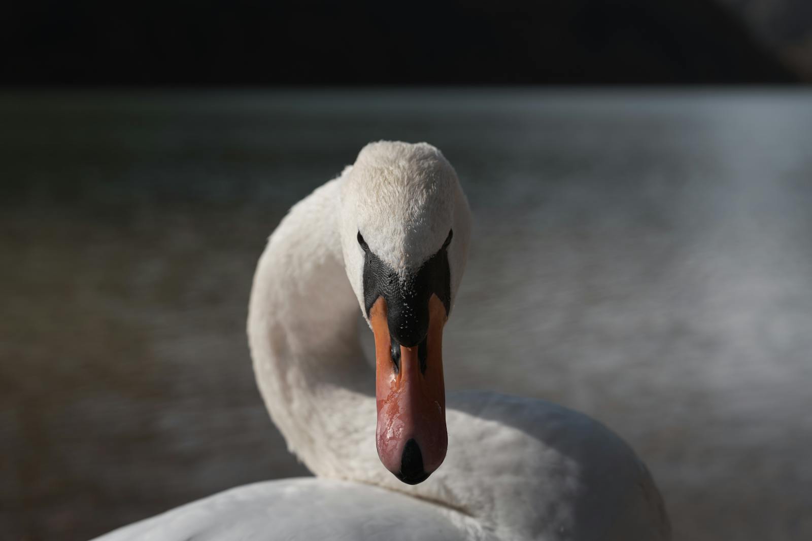 Close-up of a beautiful swan by the serene lake in Eisenerz, Austria during fall.