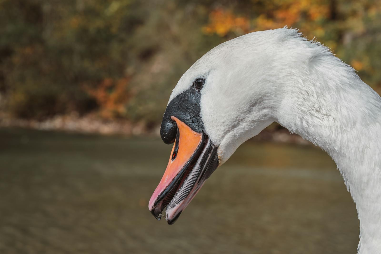 A serene swan by Eisenerz Lake captured in autumn, showcasing natural beauty and elegance.