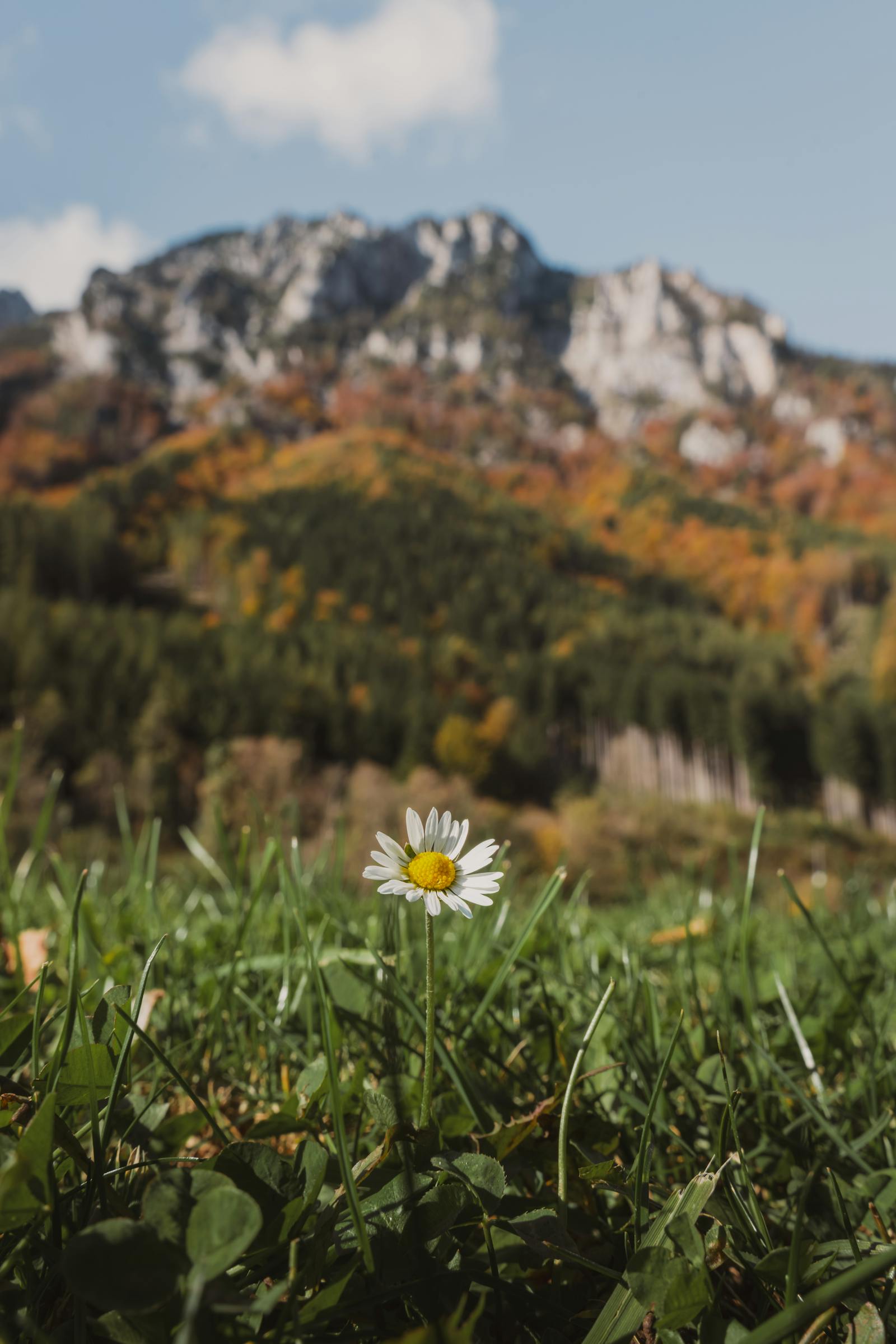 Close-up of a daisy in an autumn alpine meadow with mountains in the background.