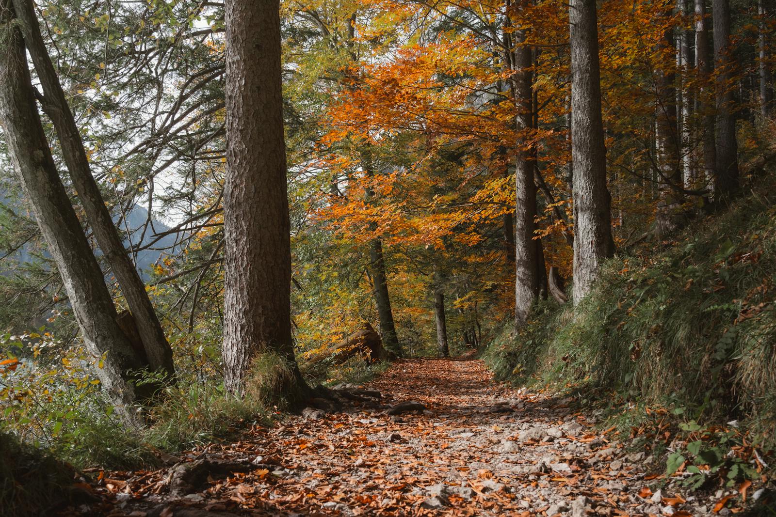 Peaceful autumn hike along a vibrant forest trail in Eisenerz, Austria.