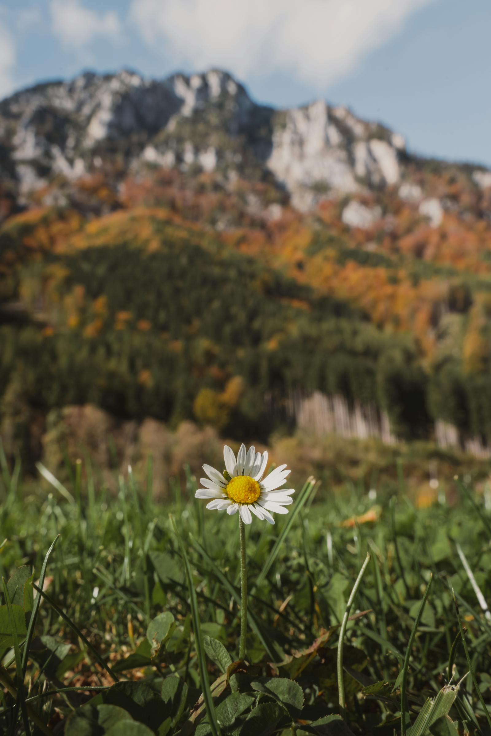 Captivating autumn scene with a daisy in the Austrian Alps, showcasing vibrant fall colors.