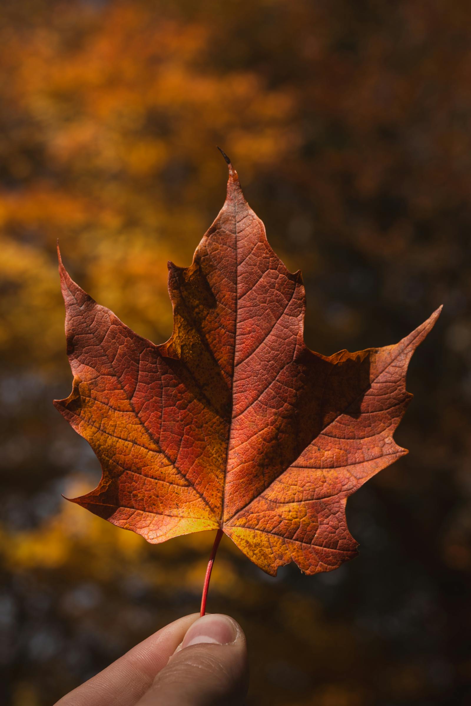 A vivid red maple leaf held against a blurred autumnal background in Eisenerz, Austria.