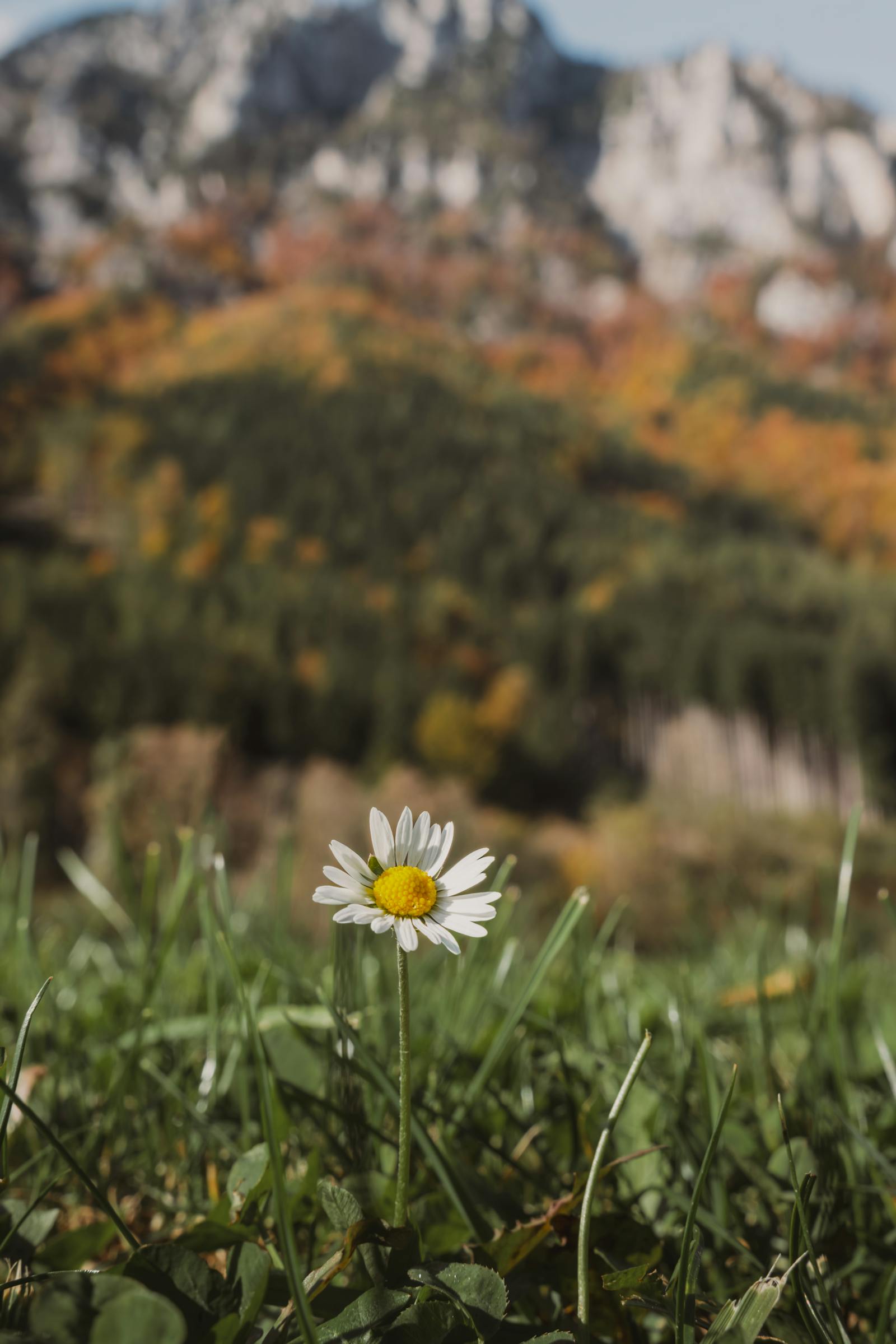 Daisy in focus against a breathtaking autumn alpine backdrop in Eisenerz, Austria.