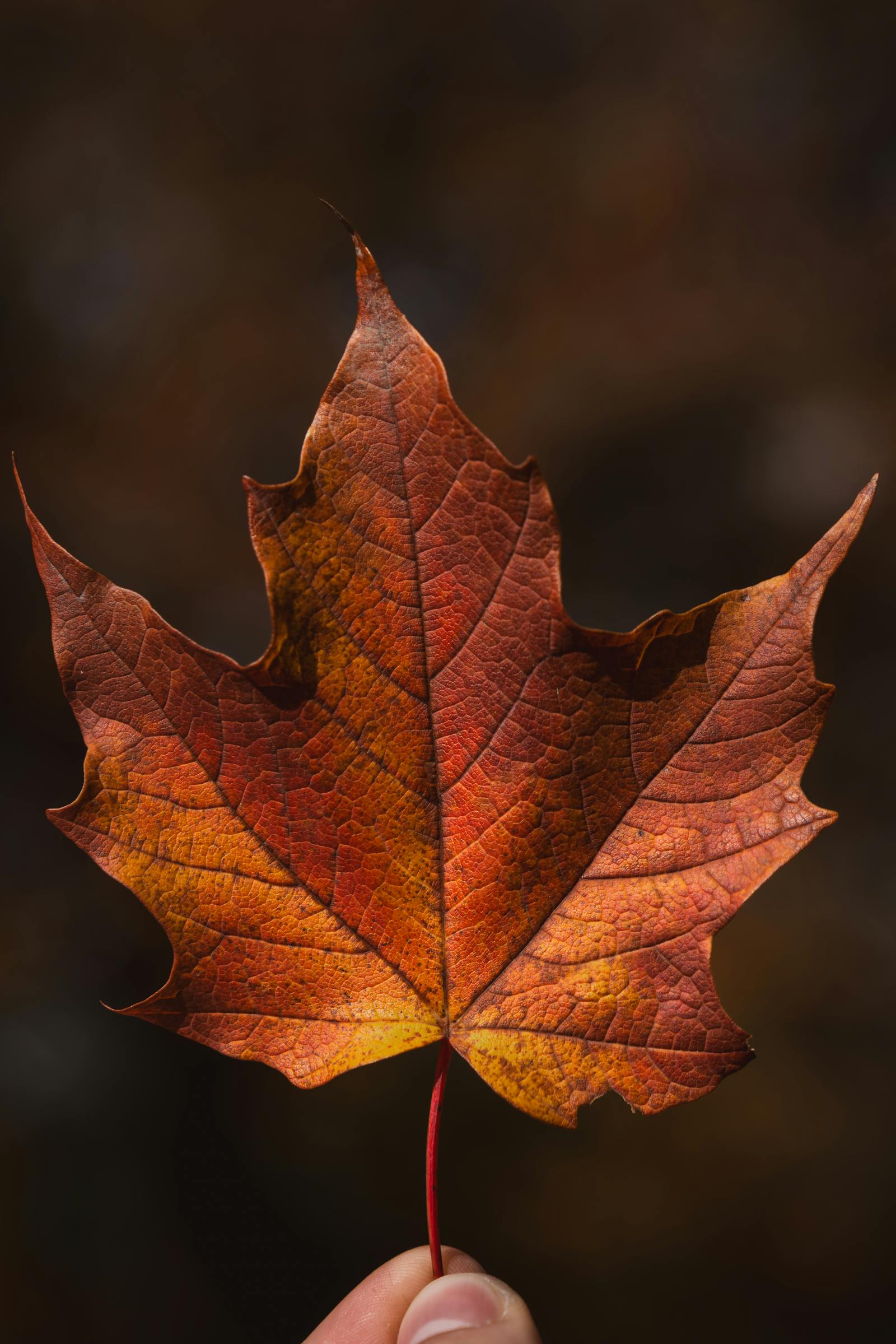 A detailed close-up of a vibrant maple leaf with autumn colors held by a hand.