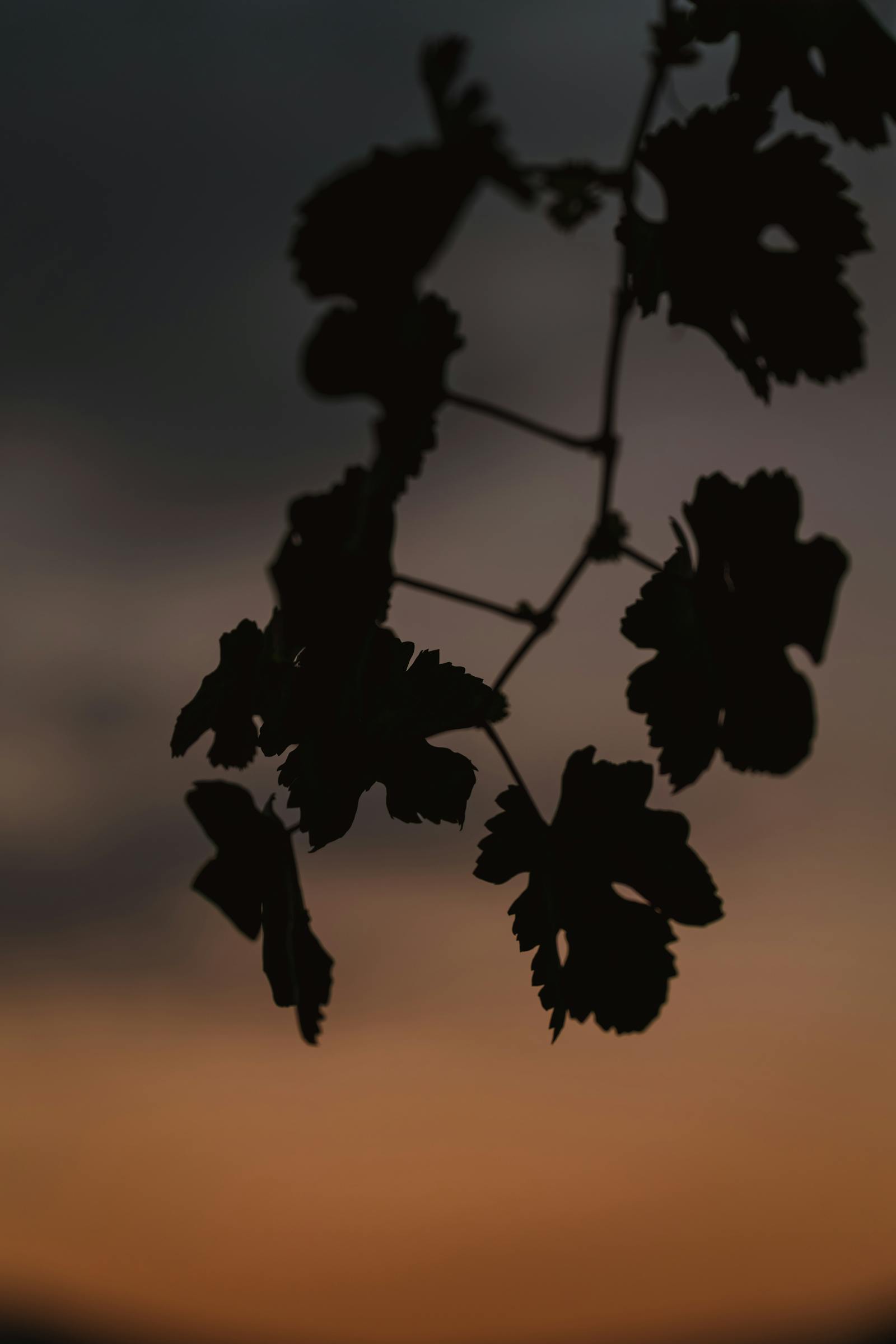 A close-up silhouette of leaves set against a vivid sunset sky, creating a moody atmosphere.