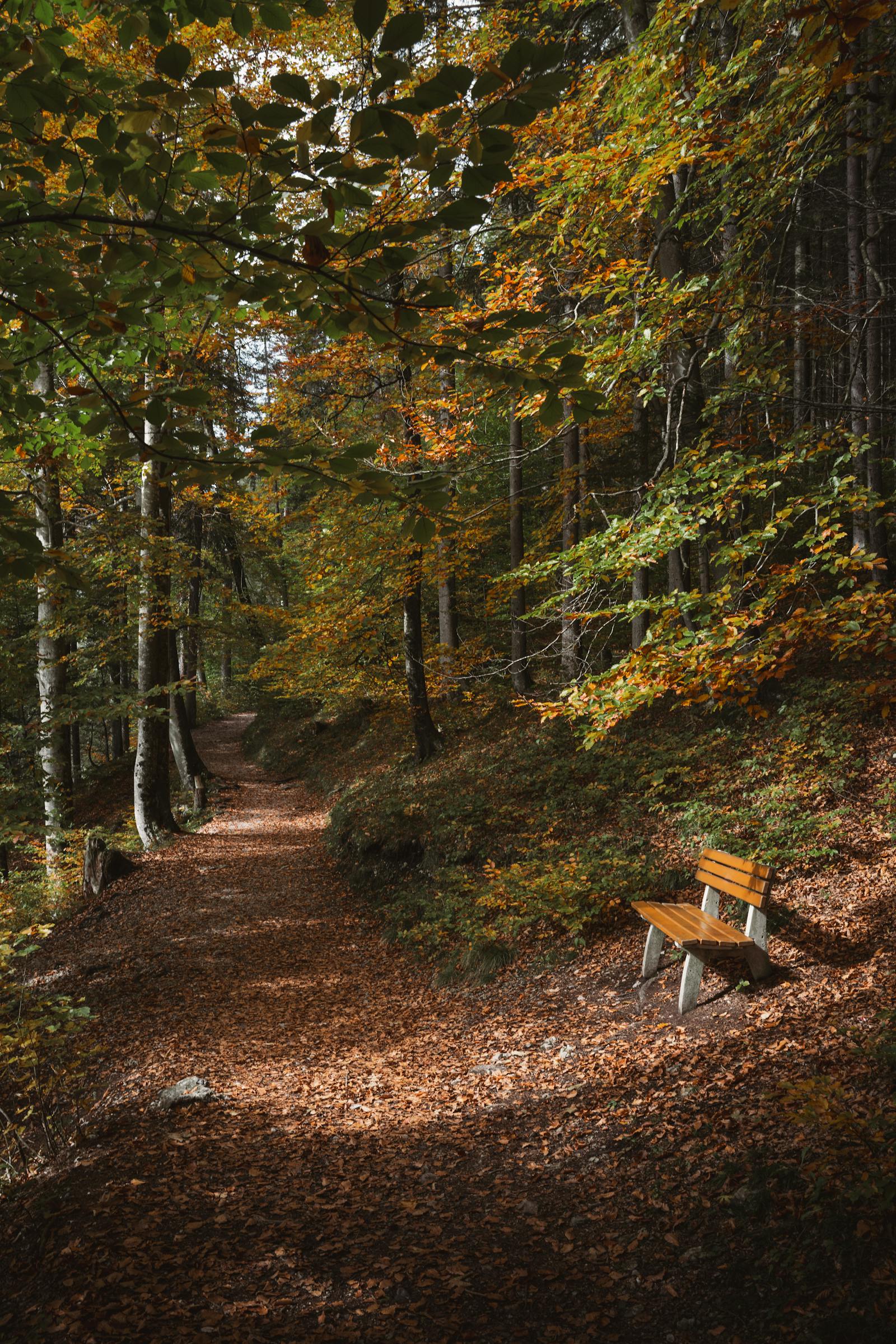 Peaceful forest path lined with colorful autumn leaves and a solitary wooden bench.