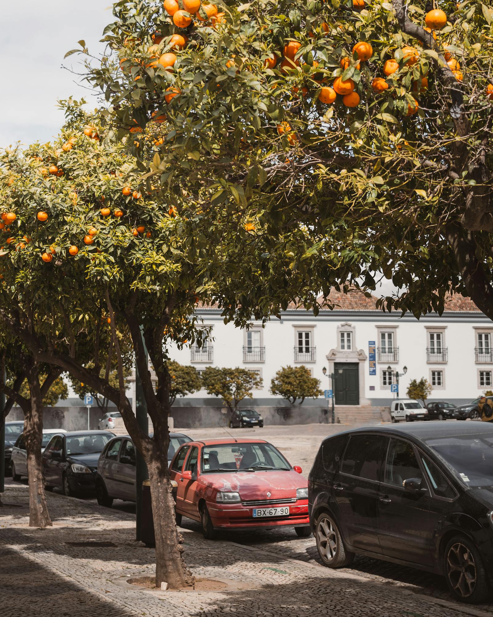 Vibrant street scene with orange trees and parked cars in a charming cityscape.