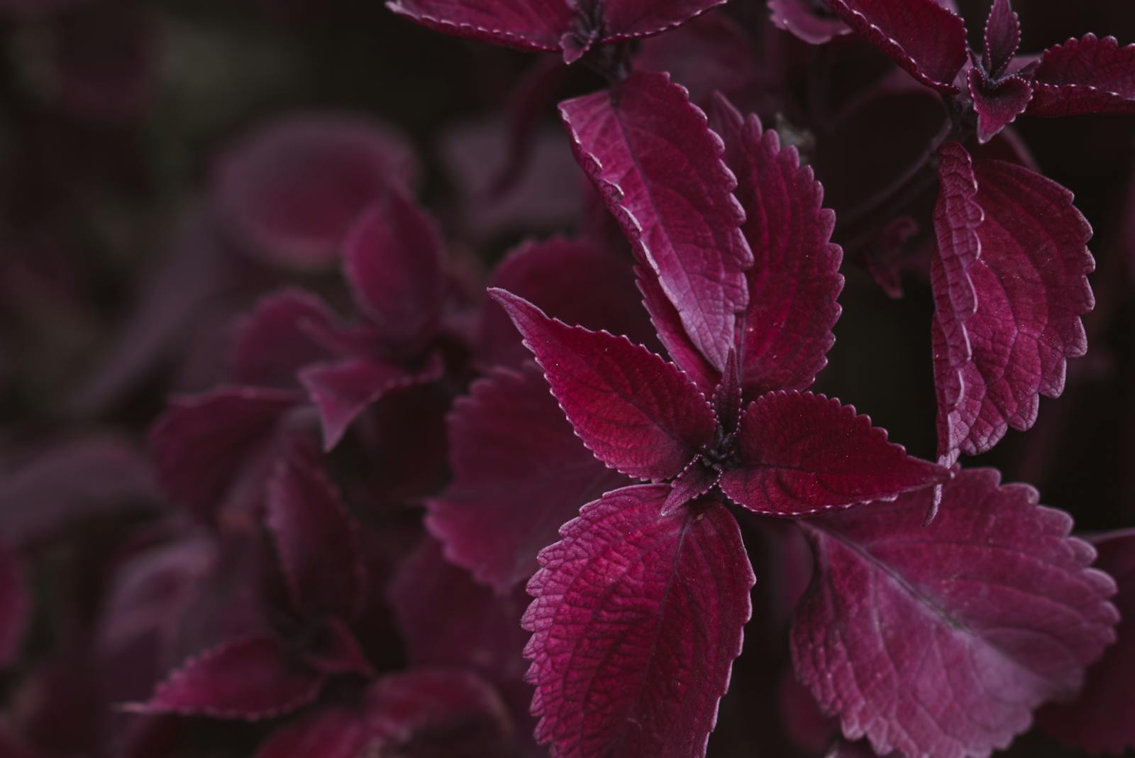 Close-up of vibrant burgundy coleus leaves showcasing rich colors and textures.