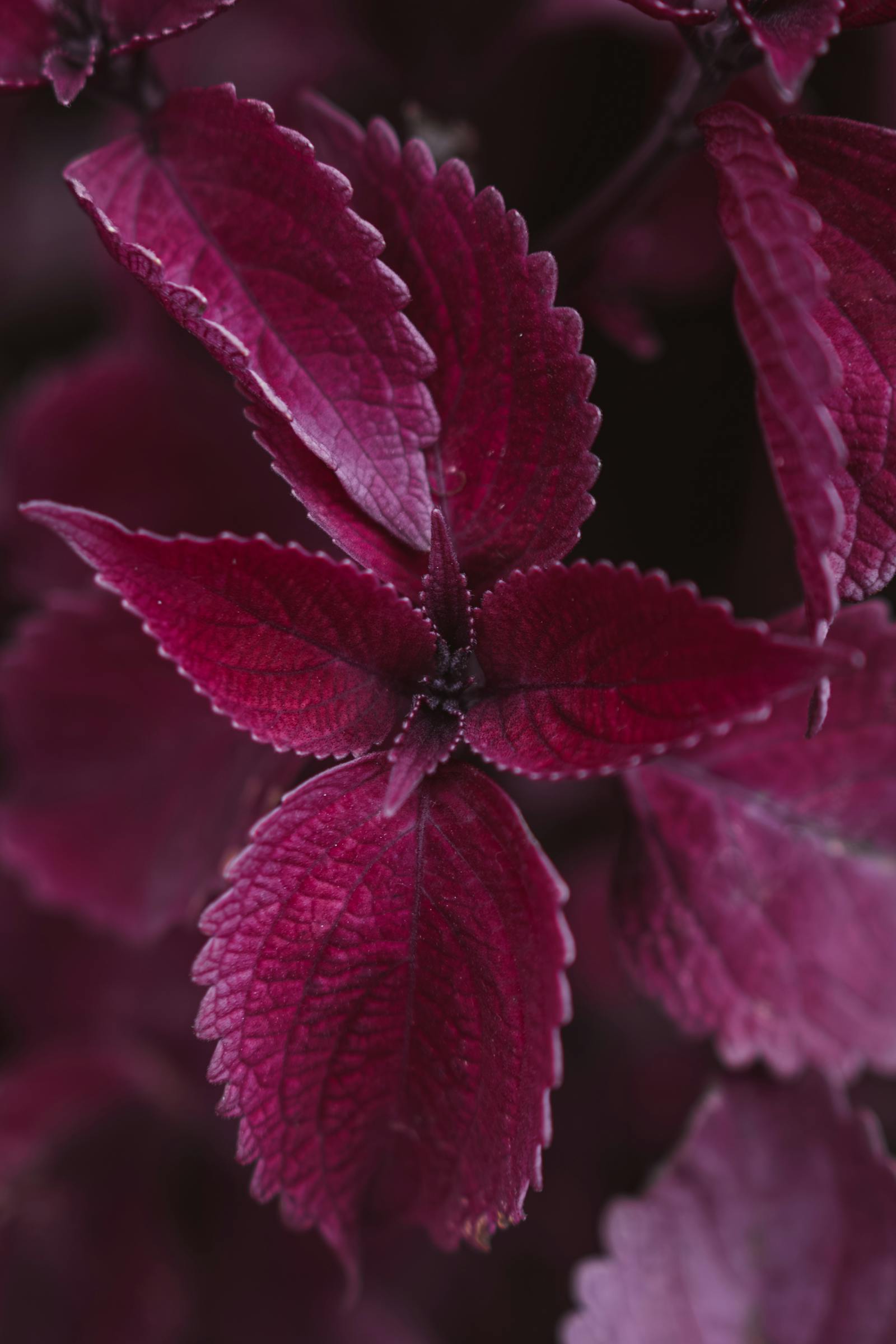 Detailed view of burgundy coleus leaves showcasing vibrant colors and textures.