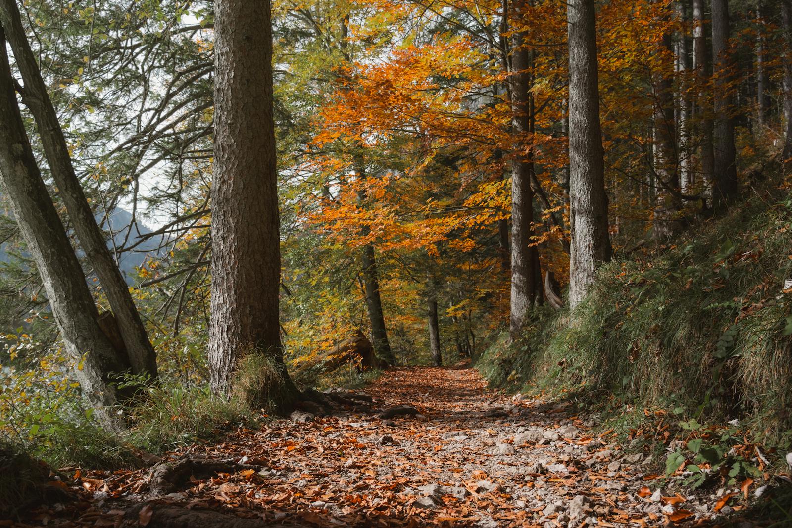 Tranquil autumn forest path in Eisenerz, Austria. Perfect for nature lovers and hikers.