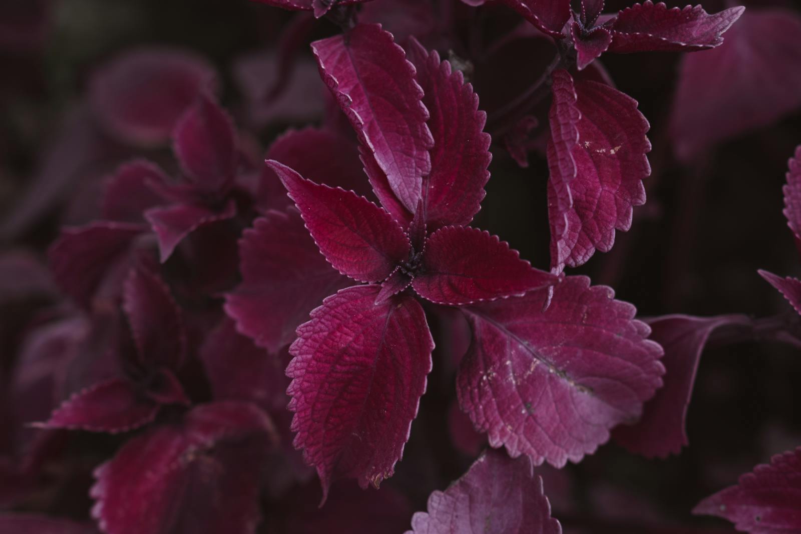 A close-up of vibrant burgundy coleus foliage, showcasing intricate leaf textures.