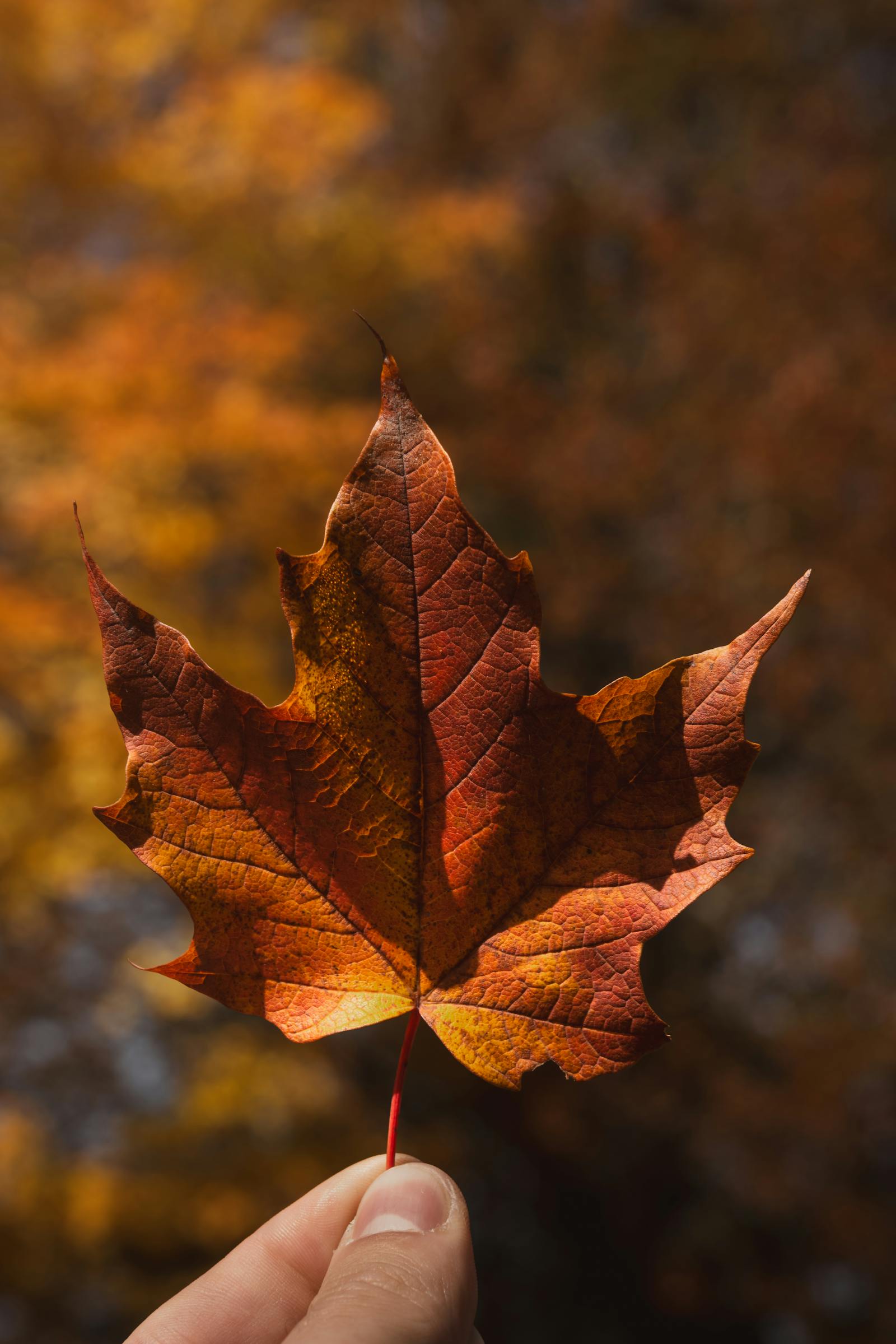 Close-up of a vibrant maple leaf with sunlight enhancement, captured in Eisenerz, Austria.