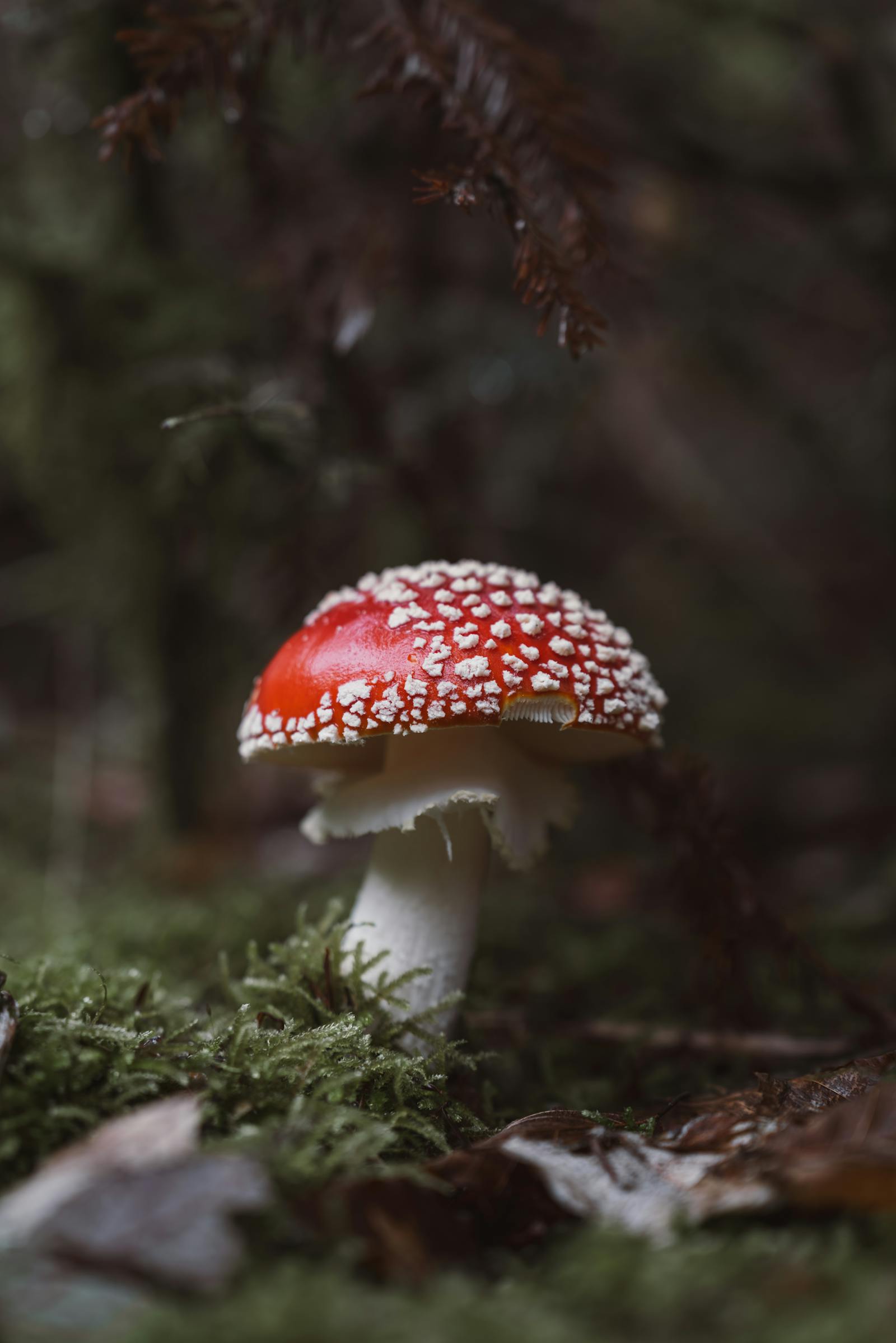 A vivid red Fly Agaric mushroom (Amanita muscaria) nestled in a lush forest setting.