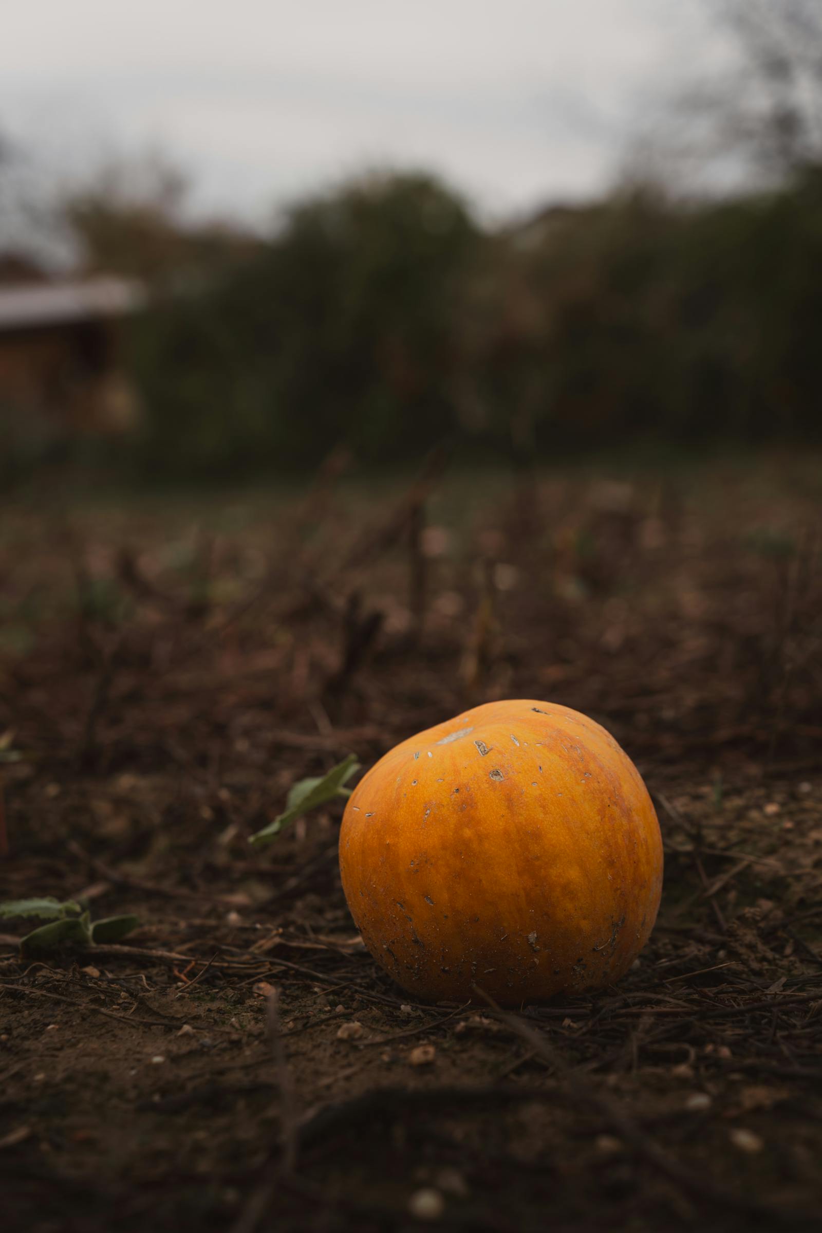 A solitary pumpkin in a moody autumn field captures organic beauty and rustic simplicity.