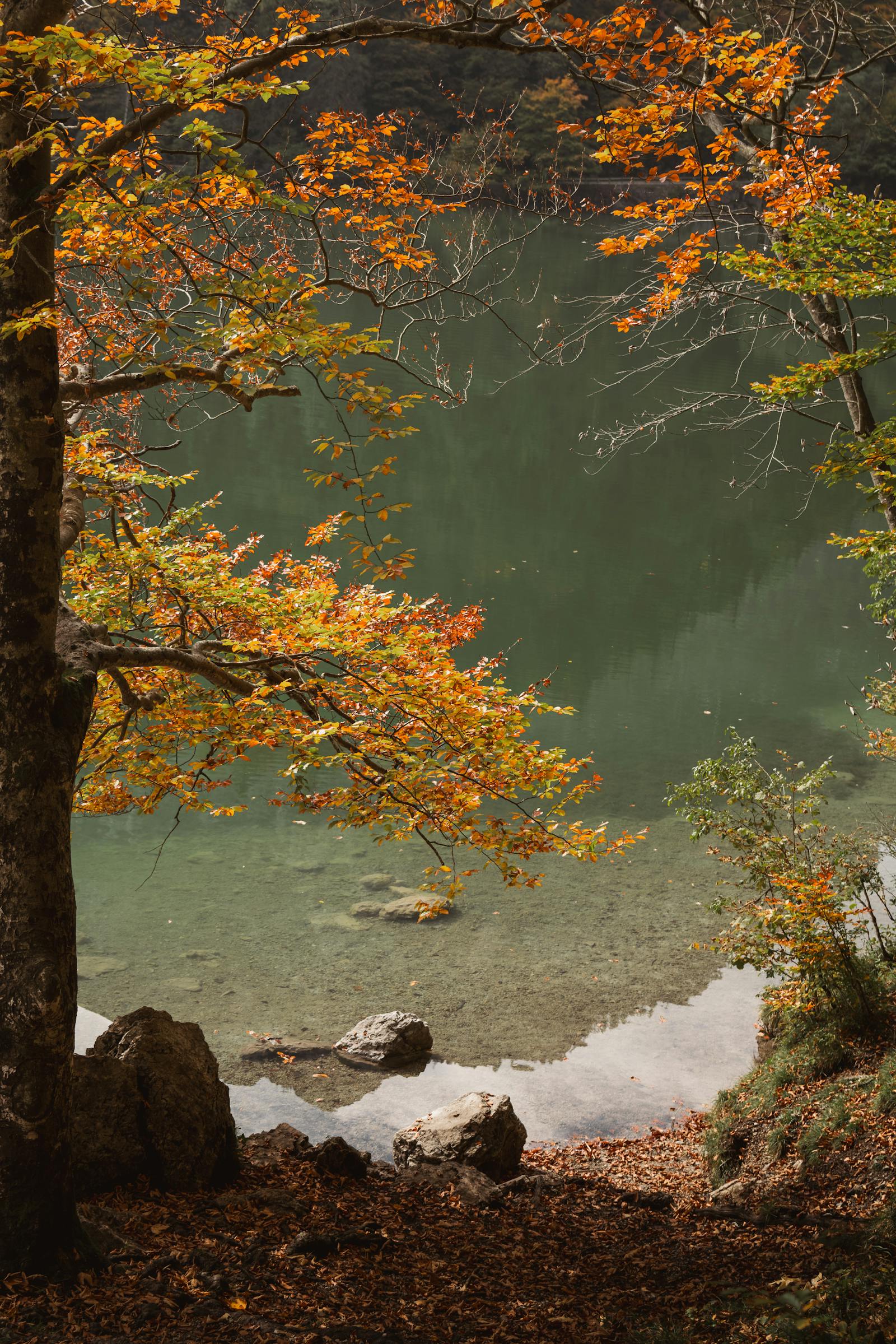 Serene autumn scene of a lake with golden leaves in Styria, Austria.