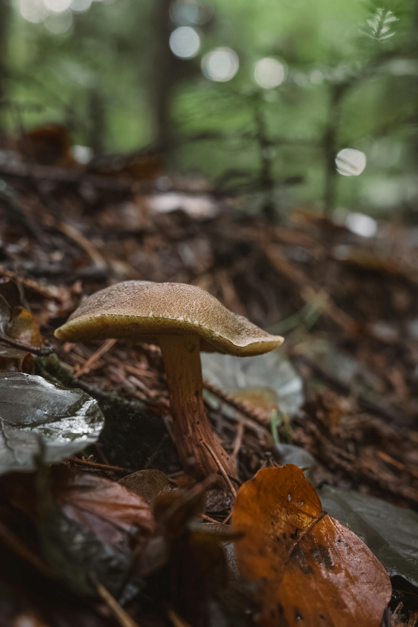 Close-up of a mushroom on a forest floor with autumn leaves around it.