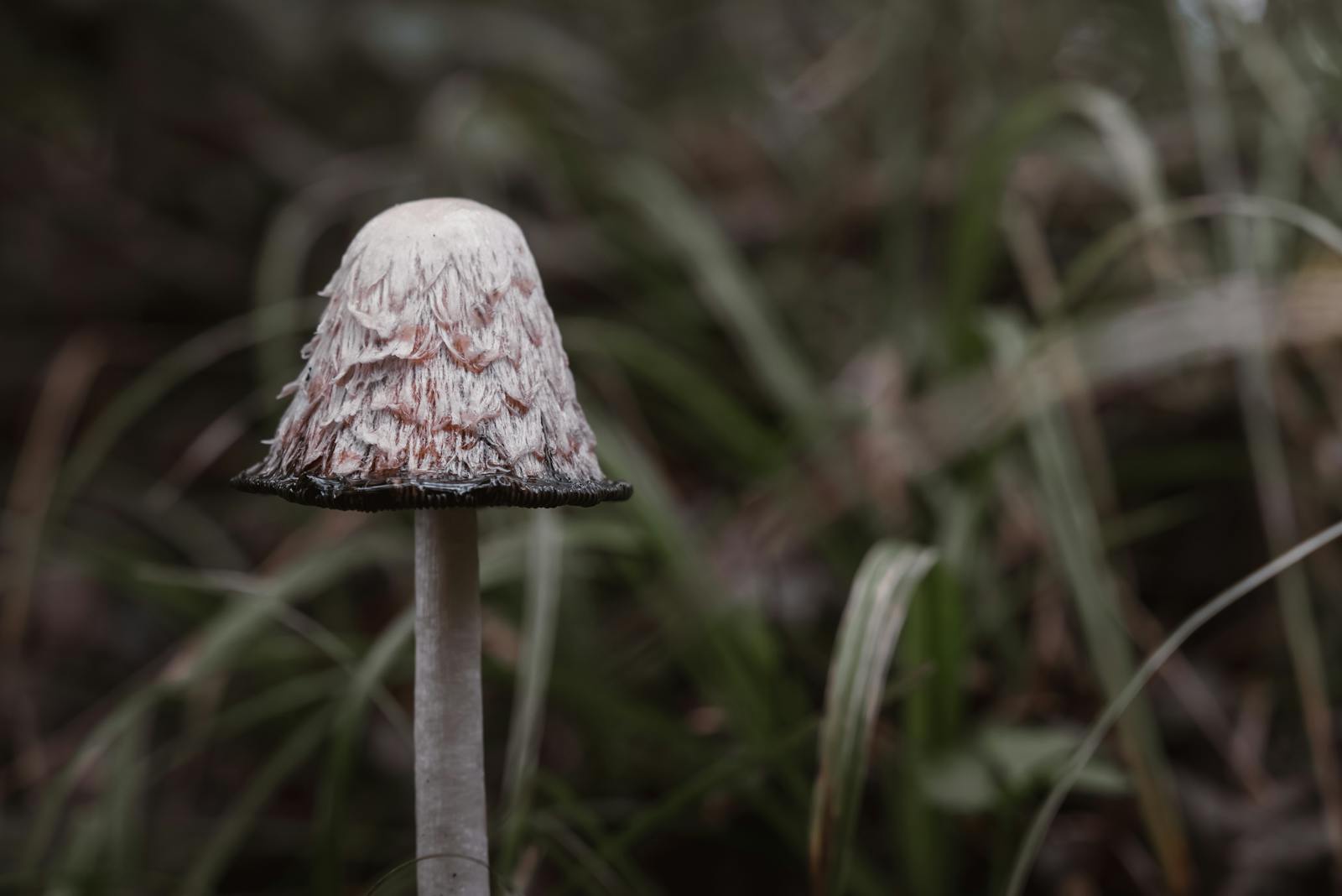 Detailed view of a Shaggy Ink Cap mushroom (Coprinus comatus) in a natural setting.