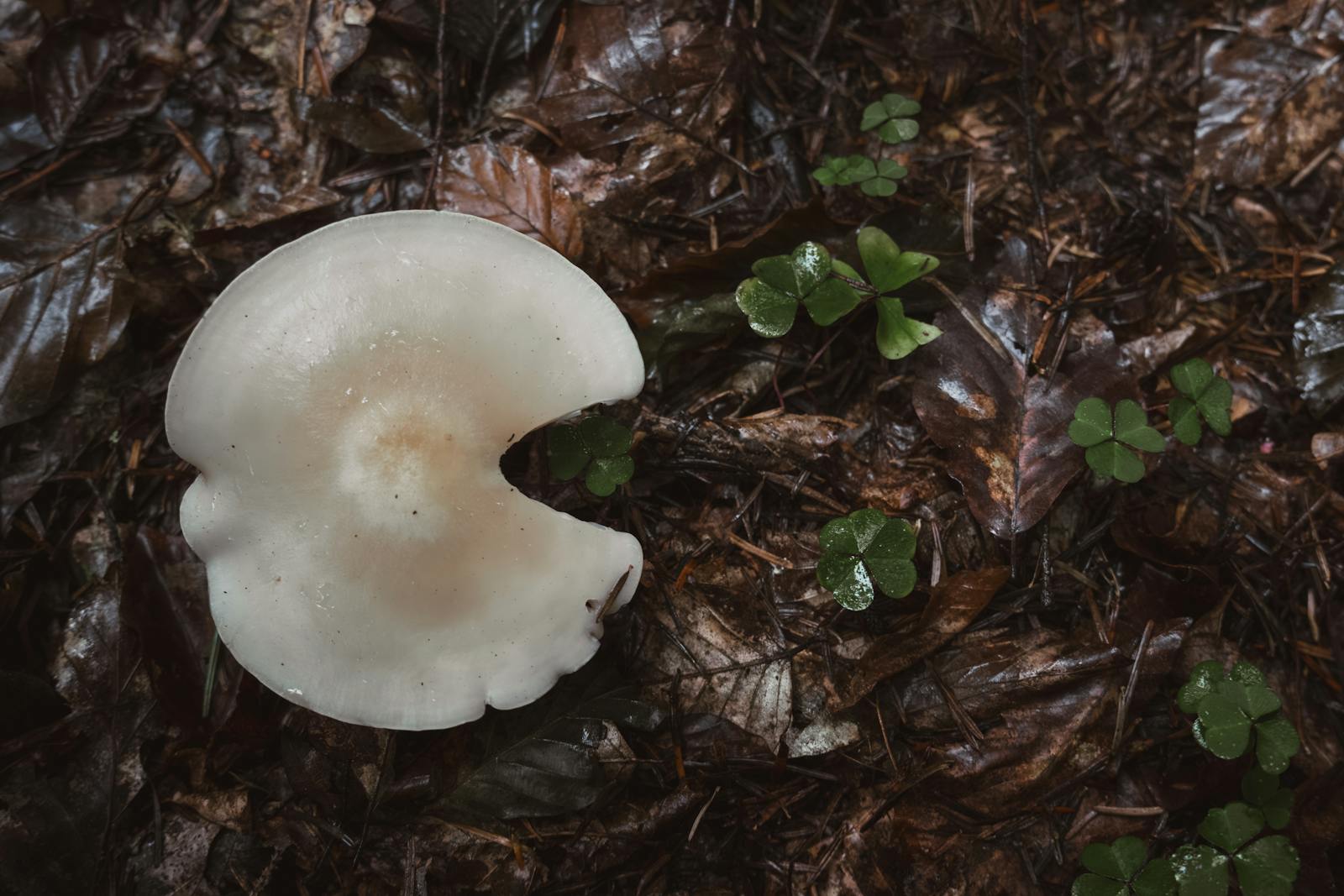 A white mushroom with a pacman-like bite on a damp forest floor surrounded by green clover.