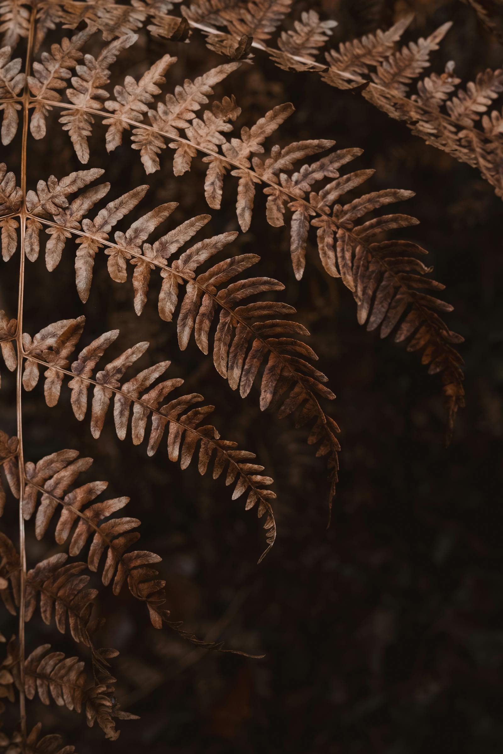 Detailed shot of dried brown fern leaves capturing rustic beauty and natural textures.