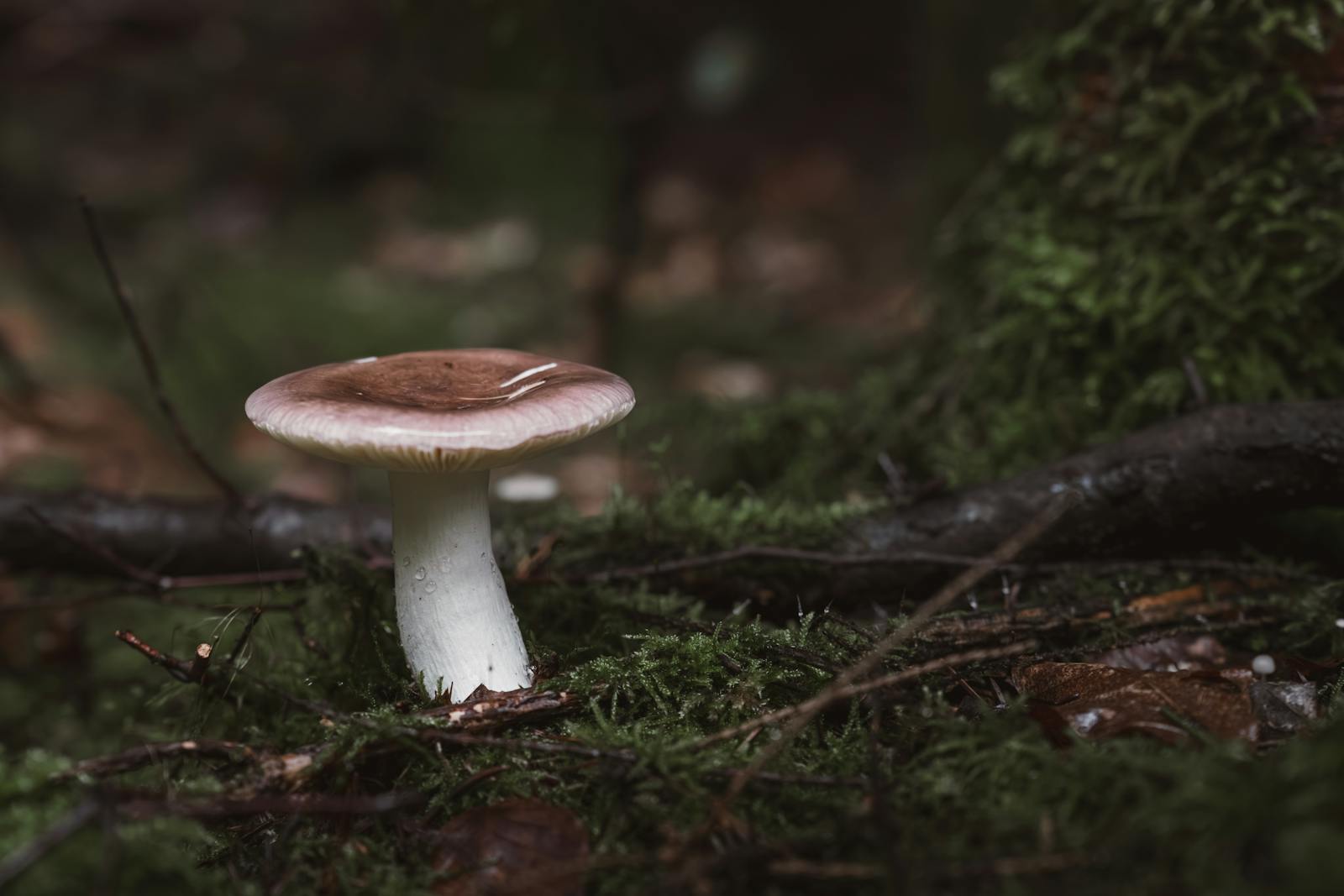 A single mushroom amidst lush forest floor, evoking a magical and serene atmosphere.