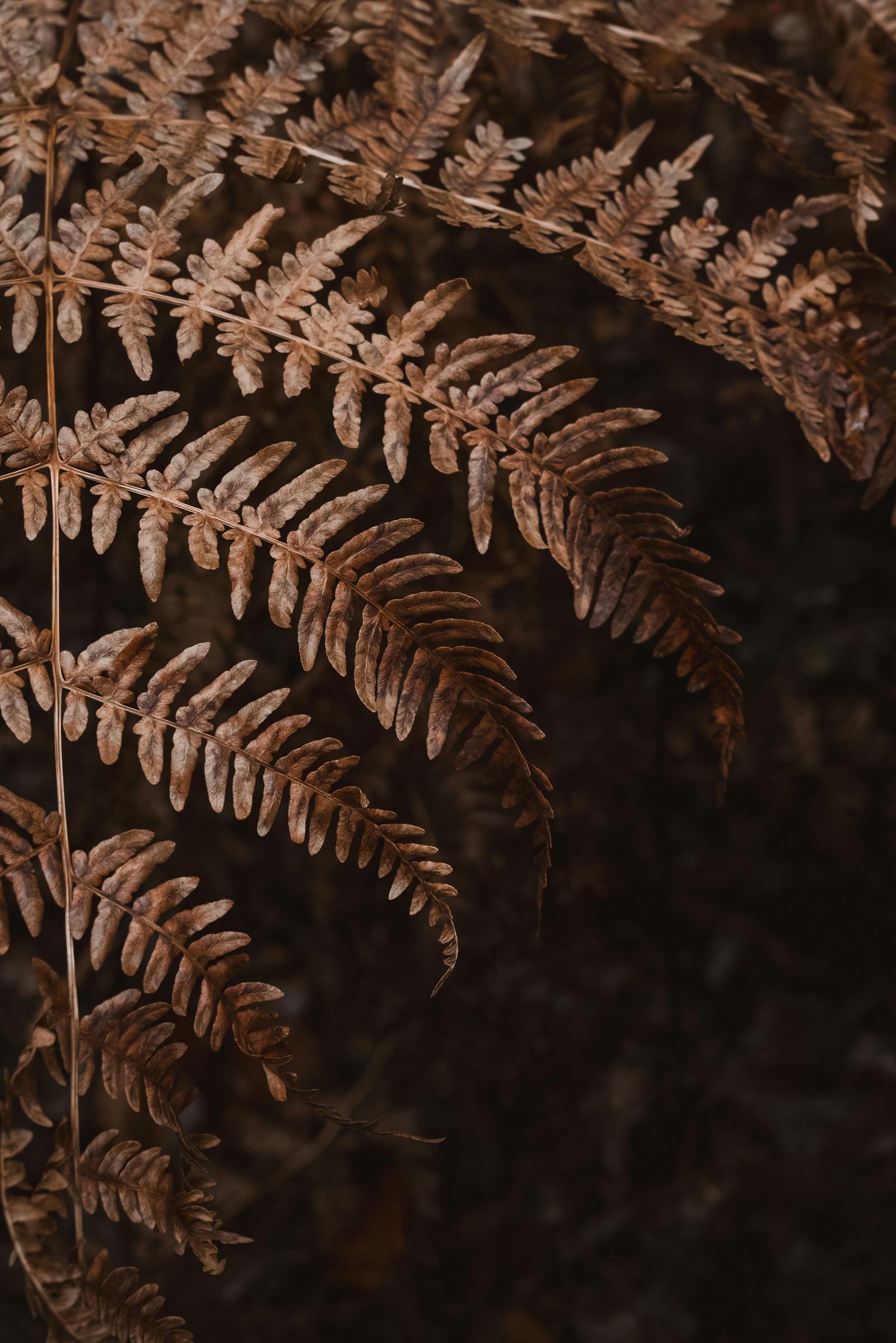 Dried fern leaves capture the rustic beauty of seasonal change in autumn.