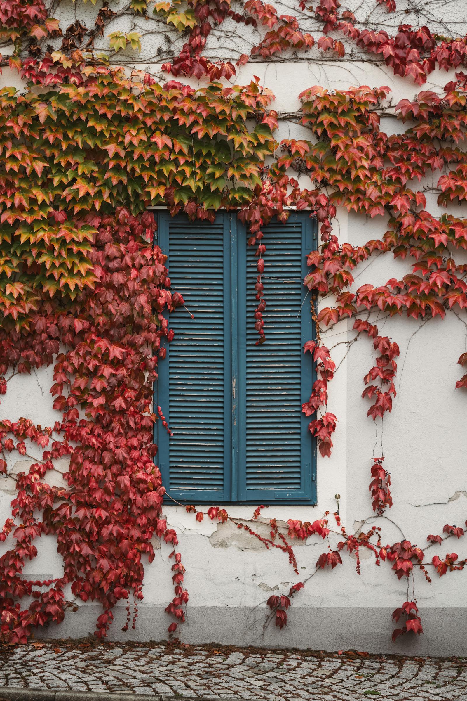 Decorative red ivy on a house wall with blue shutters, evoking a serene autumn atmosphere.