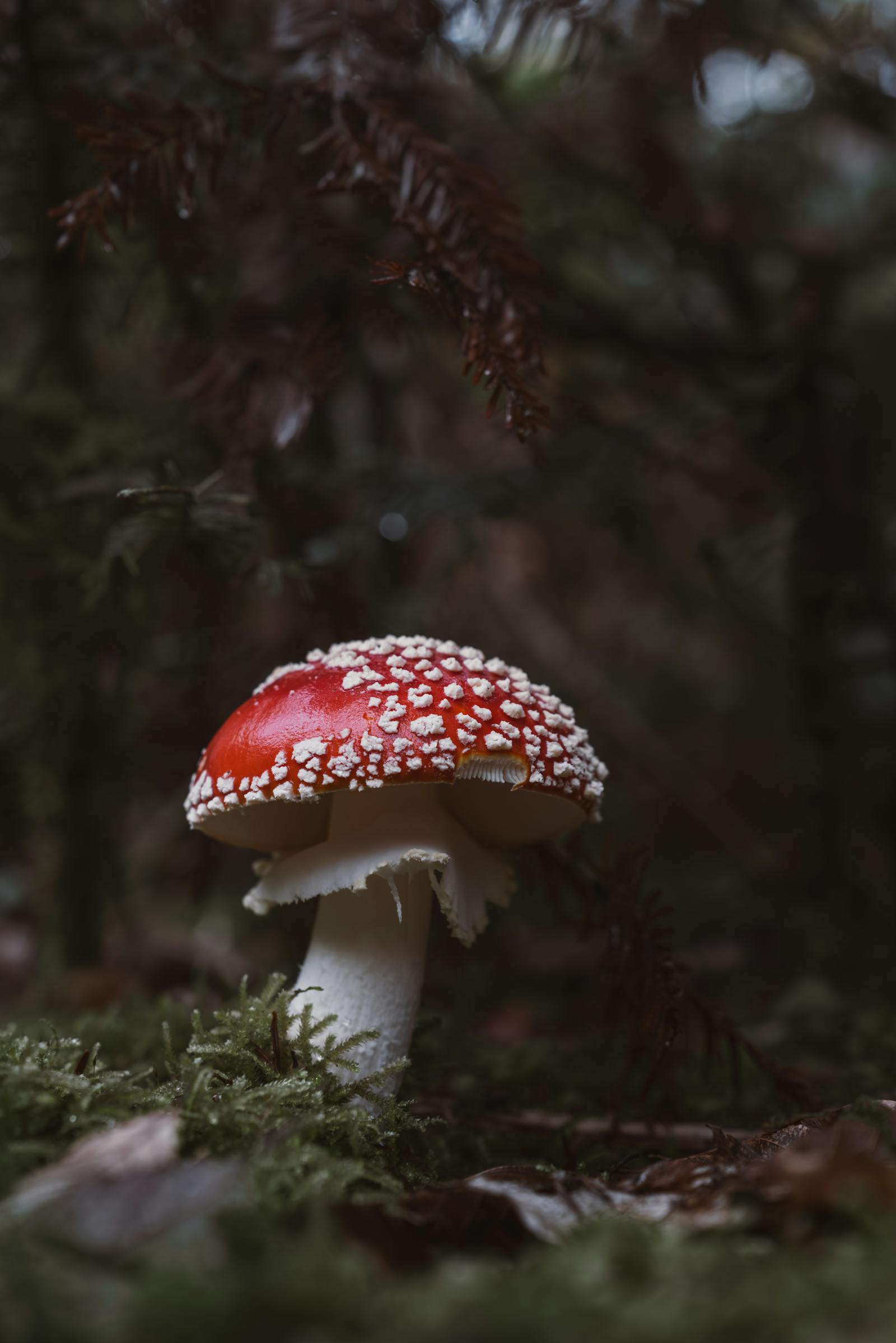 Close-up of a vibrant red Fly Agaric mushroom in a mystical forest setting.