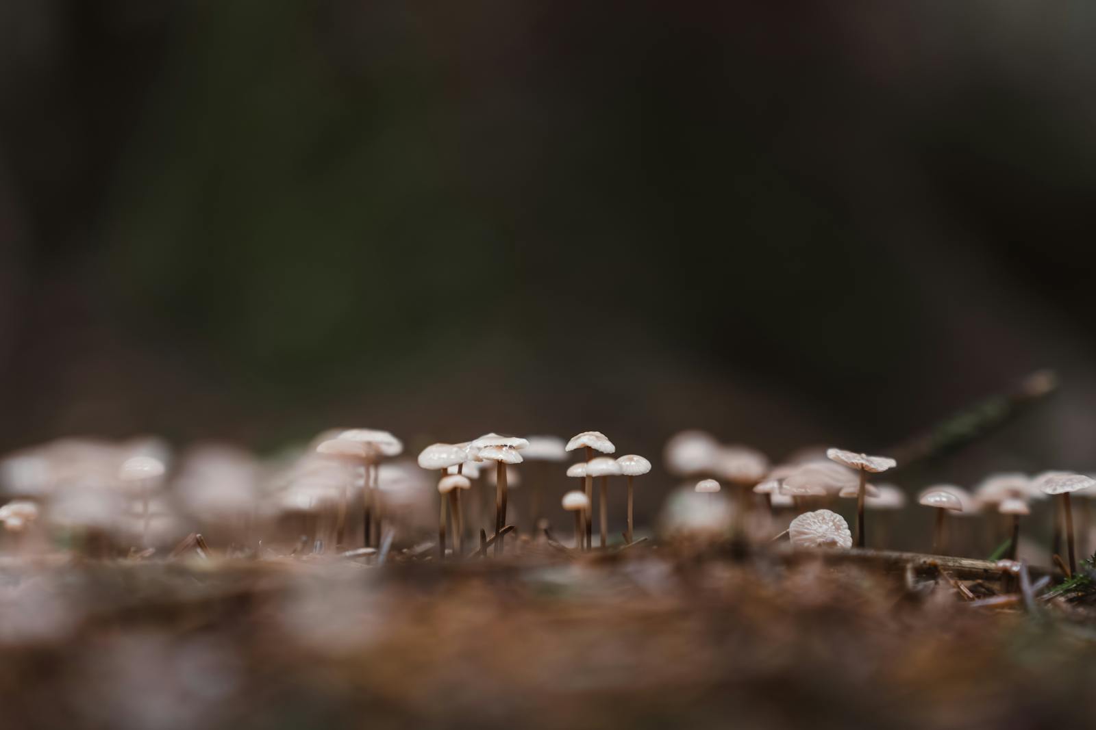 Discover a magical forest floor with clusters of tiny mushrooms creating a fairy tale setting.