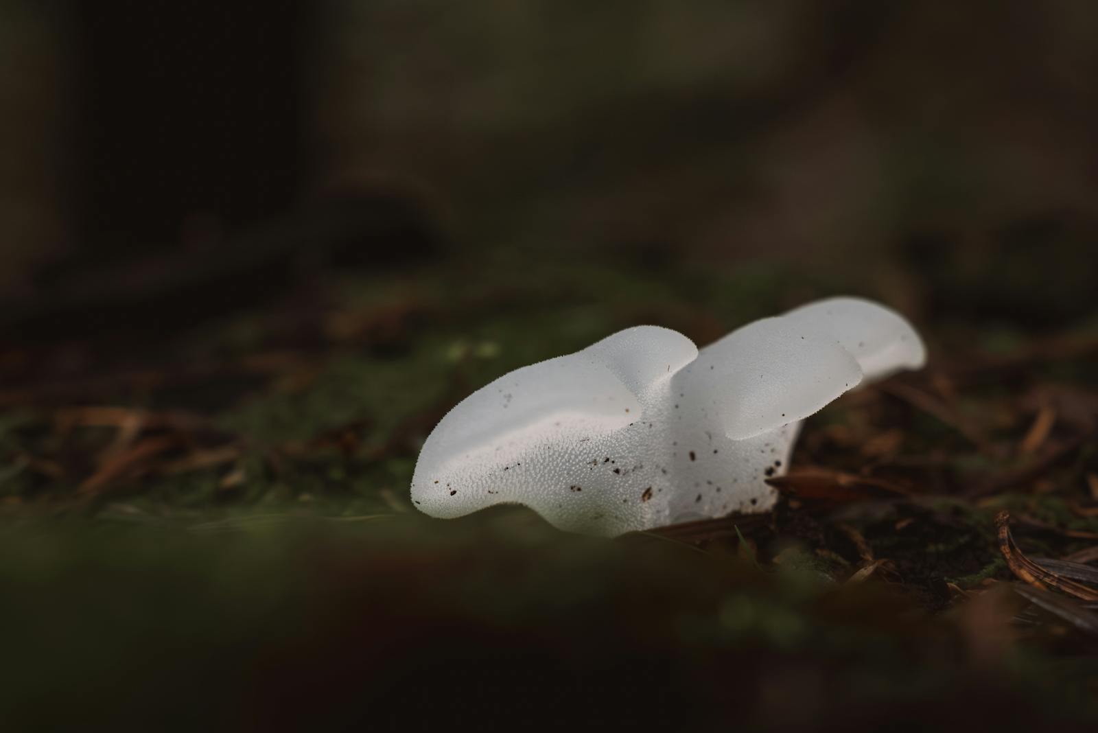 Delicate and ghostly white mushroom captured in its natural forest habitat, evoking a mystical and rare allure.