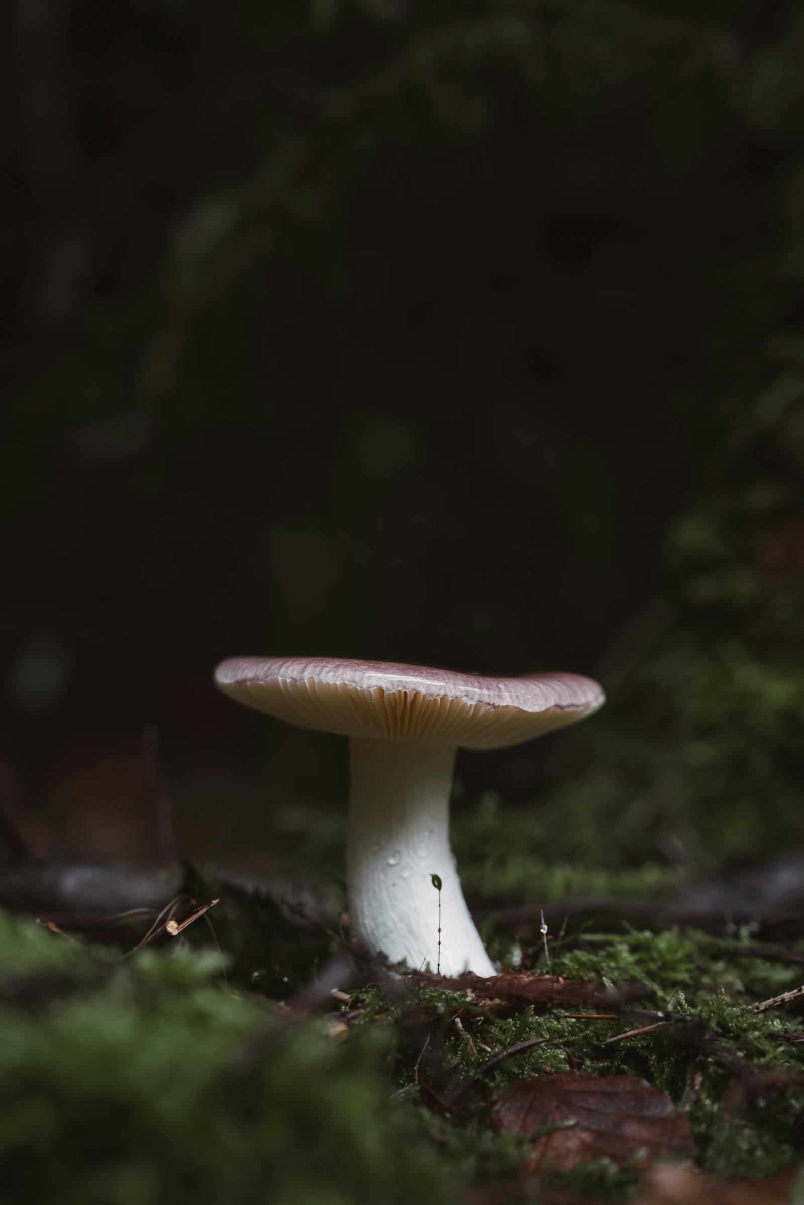 Capture of a singular, elegant woodland mushroom standing tall on a serene forest floor.