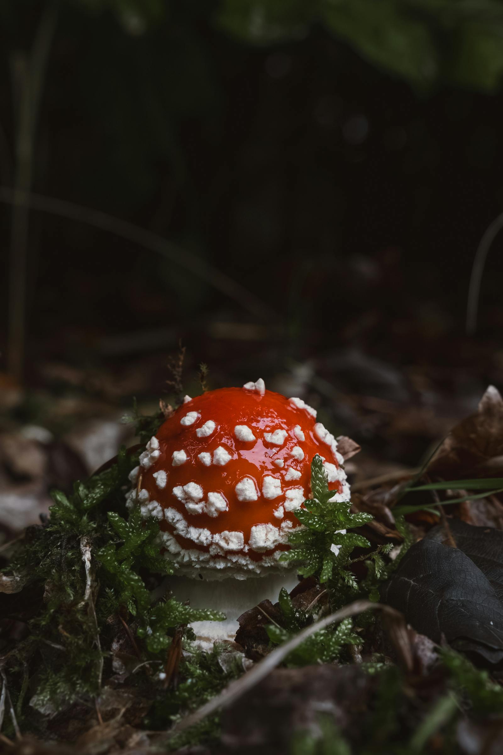 Striking amanita mushroom with red cap in a lush forest setting.