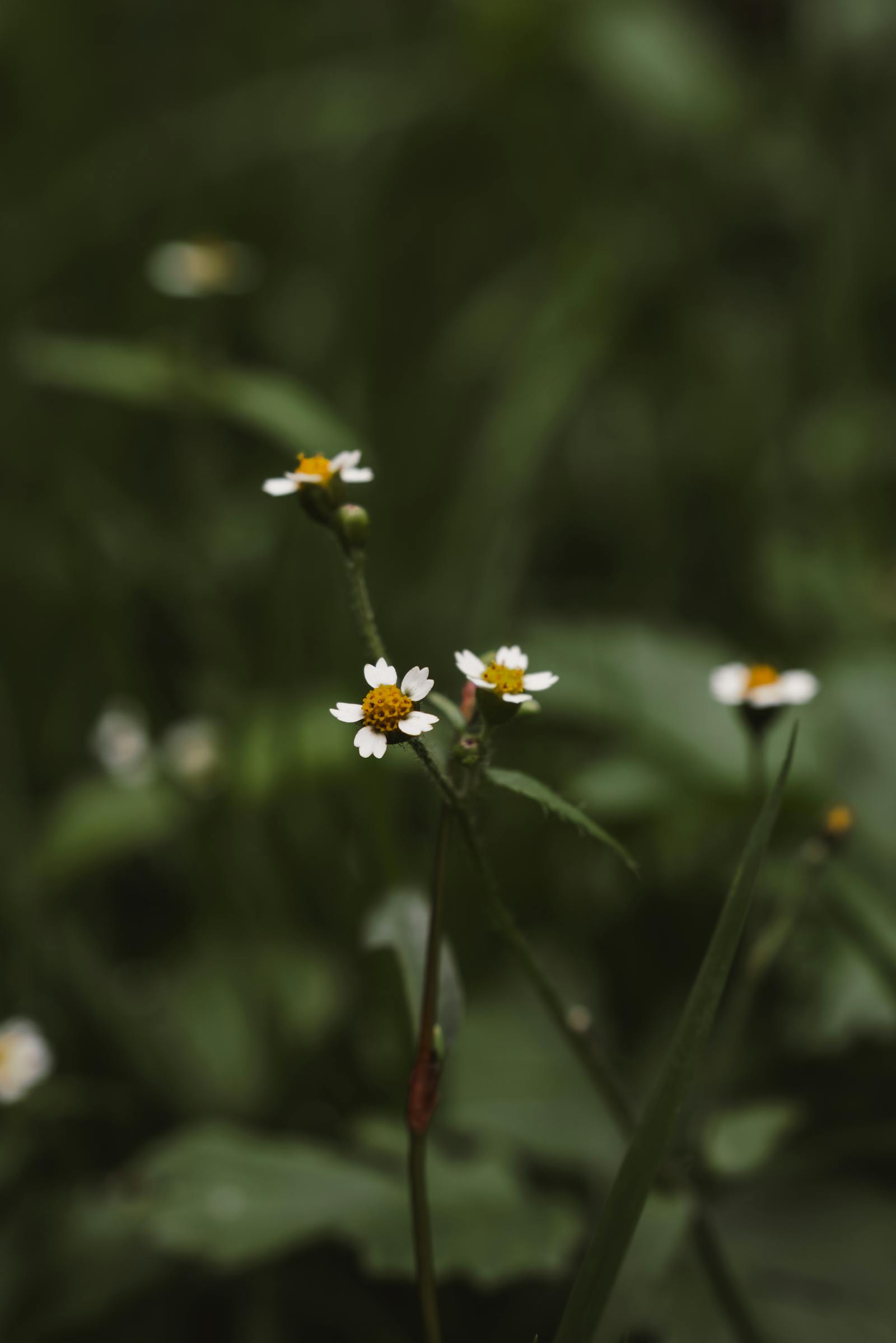 Close-up of delicate wildflowers with white petals and green leaves, set against a dark green background.