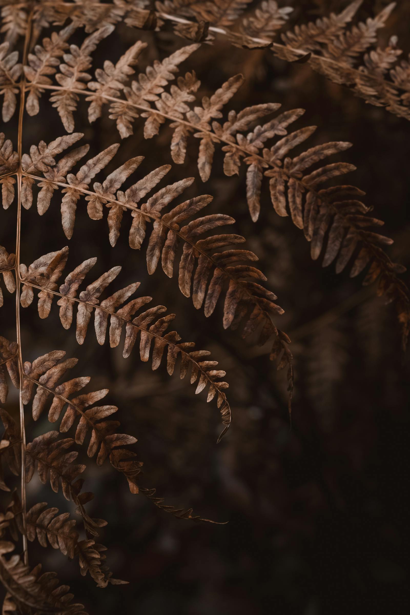 Close-up of dried brown fern leaves showcasing natural texture and rustic beauty.