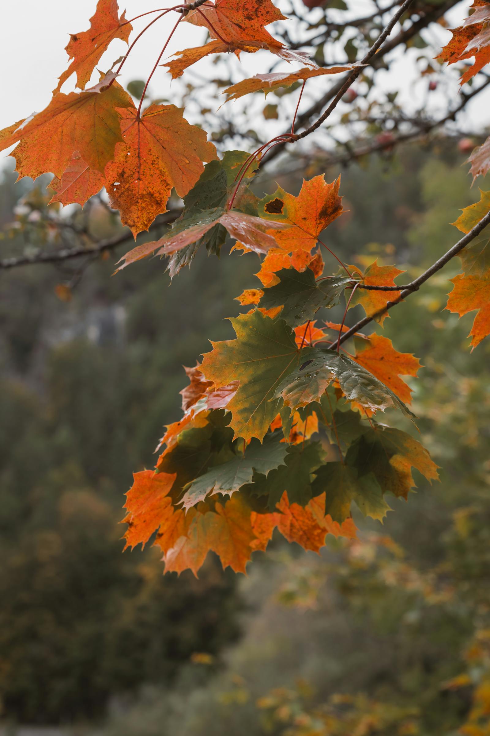 Vibrant autumn leaves in Bad Aussee, capturing the warm hues of fall.