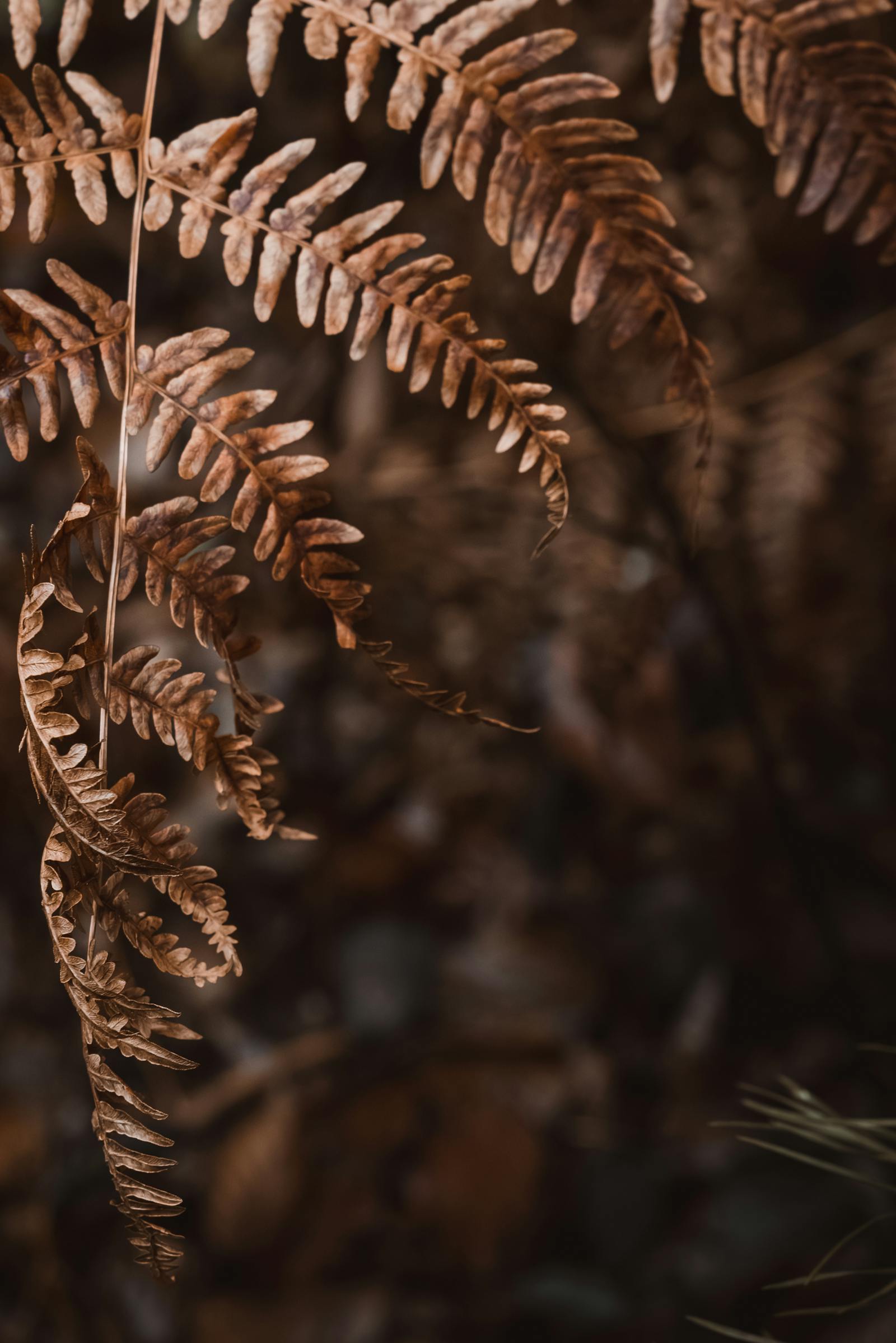 A detailed close-up of a dried fern leaf showcasing autumn's natural beauty and textures.