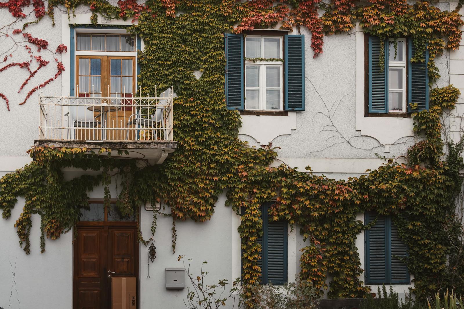 A captivating image of an ivy-covered house showcasing vibrant fall foliage.