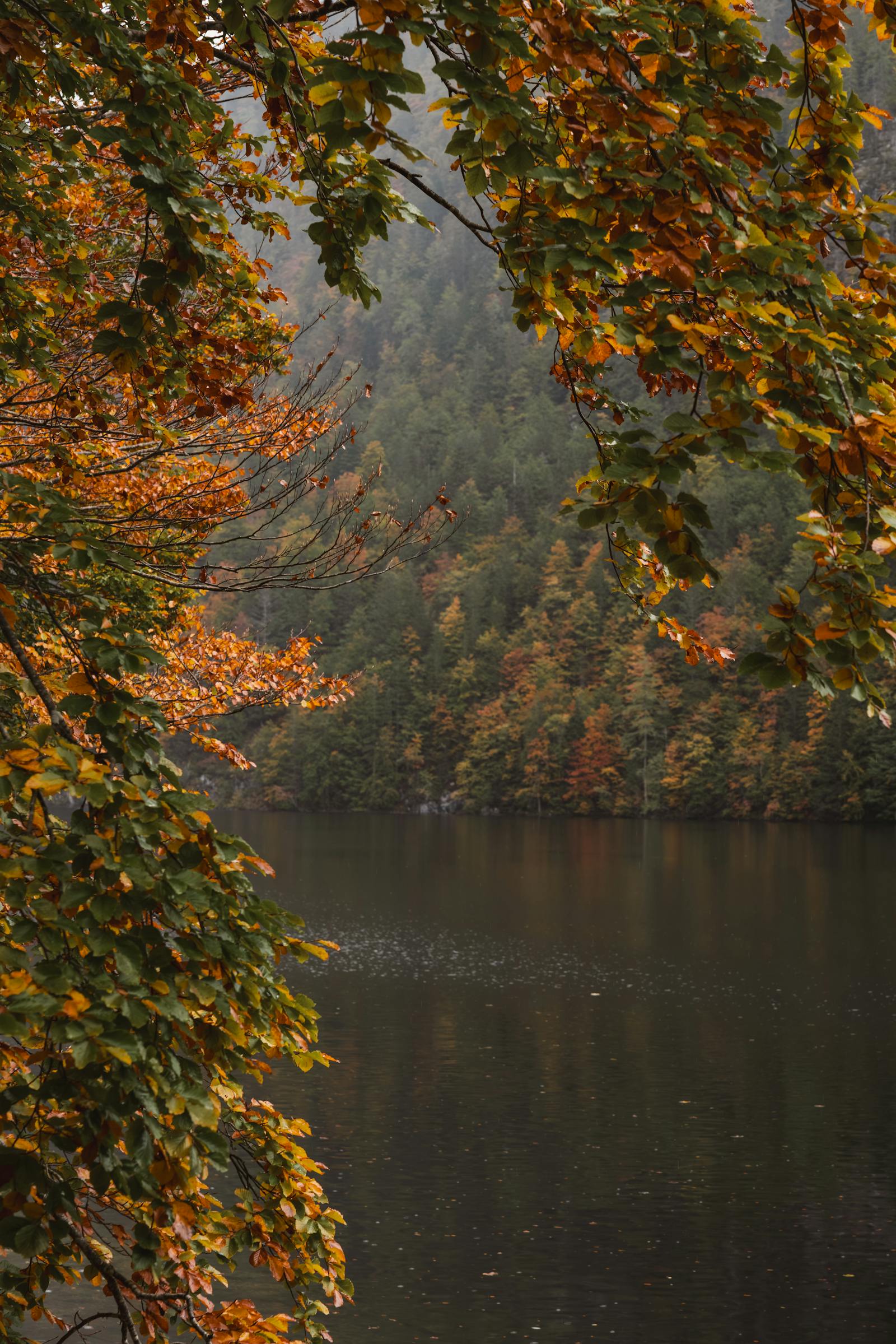 Tranquil view of autumn leaves and reflections at a peaceful lake in Styria, Austria during a misty morning.